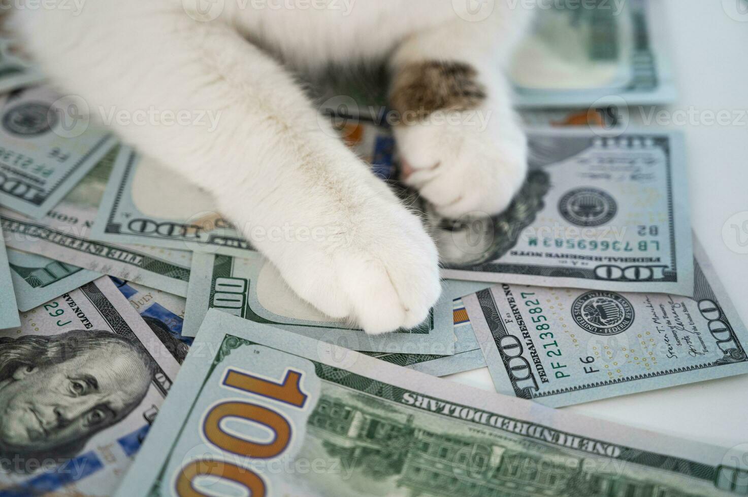 fechar-se do fofa gato patas em dólar notas. empréstimo, salário, poupança, custo do viver, negócios conceito.despesas para animal Cuidado foto