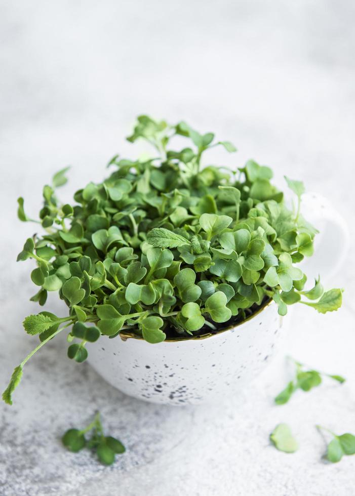 micro verdes. sementes de rabanete germinadas foto