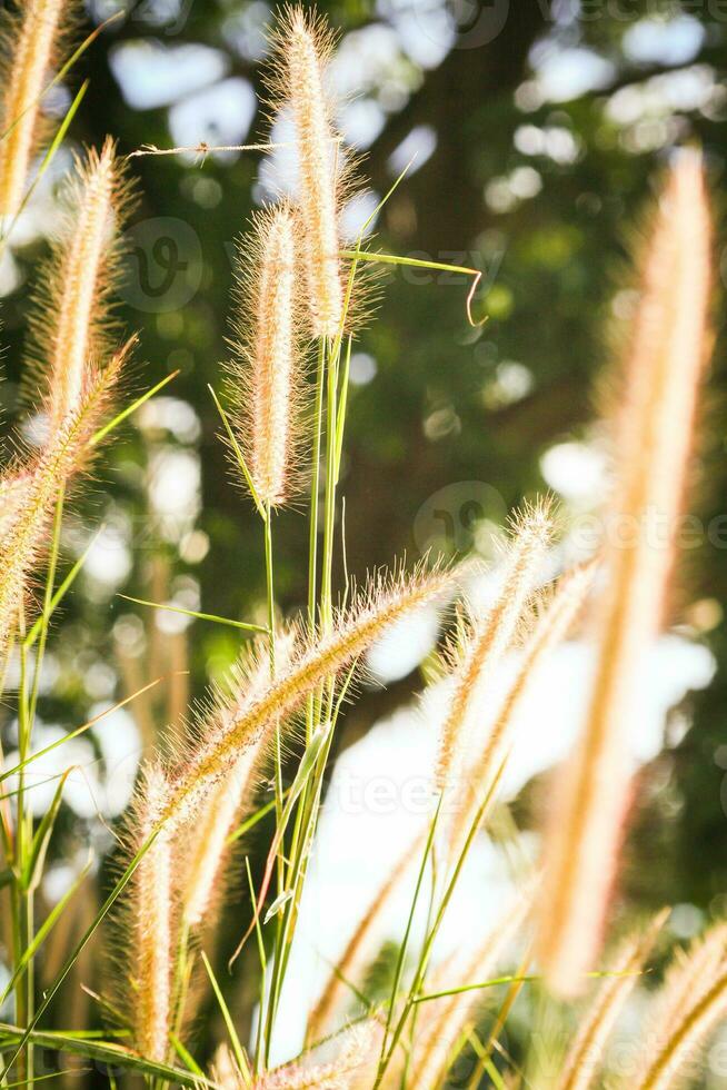 Relva flor dentro a jardim com luz solar fundo, pennisetum pedicelato. foto