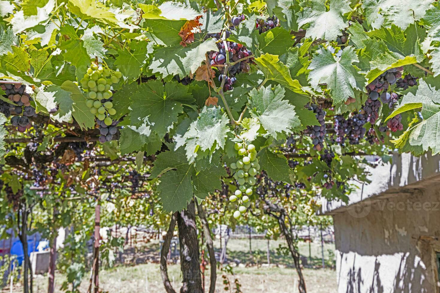 imagem do maduro branco e vermelho uvas suspensão a partir de a videira foto