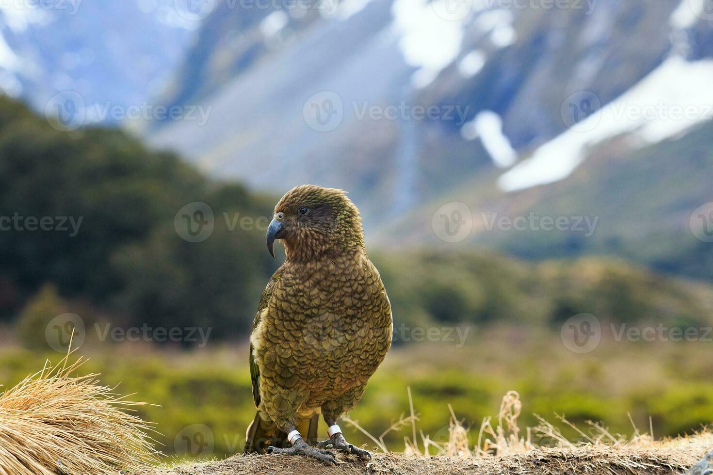 kea pássaro dentro alpino floresta sul terra Novo zelândia foto