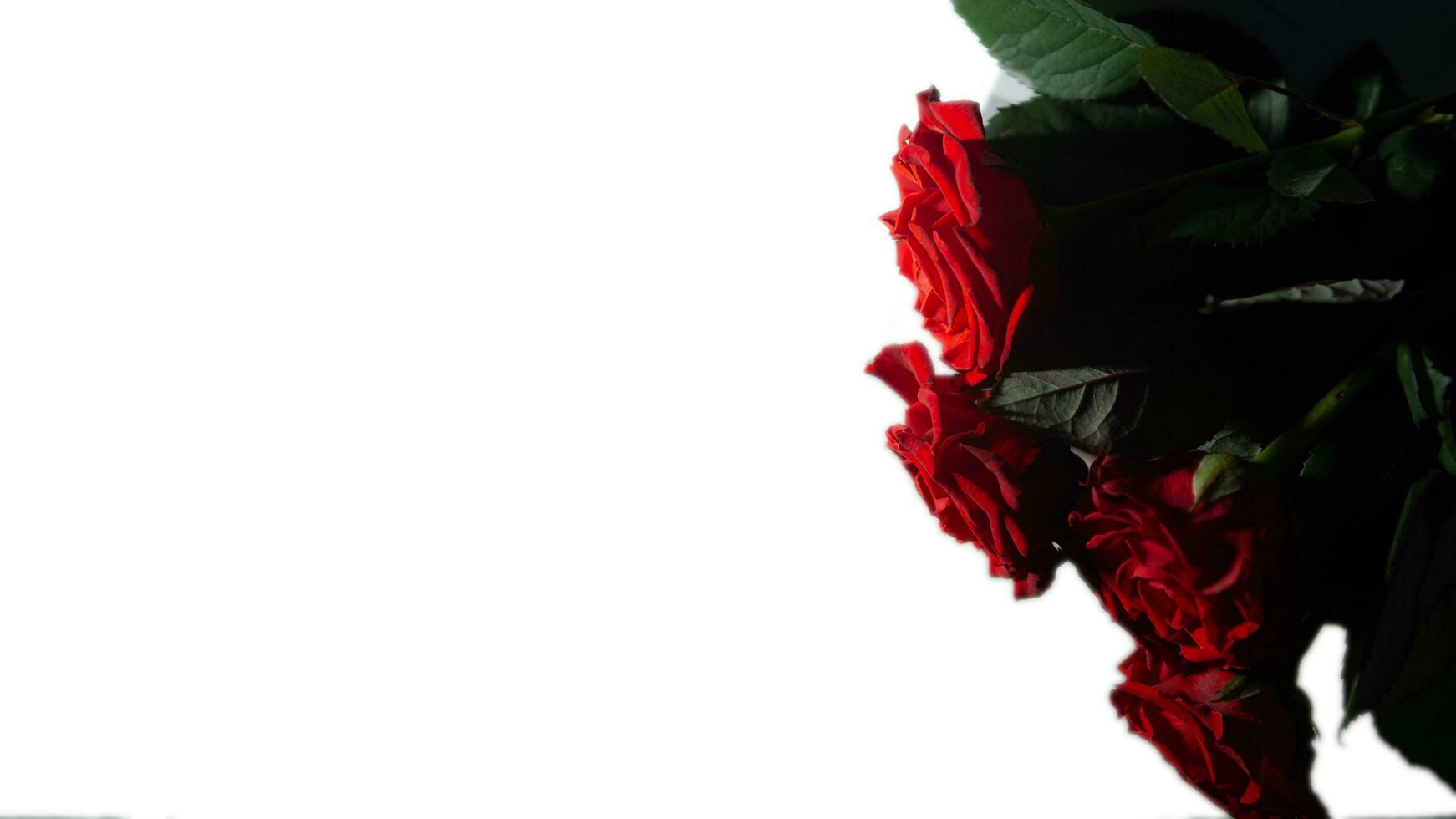 buquê de rosas vermelhas em um fundo branco foto