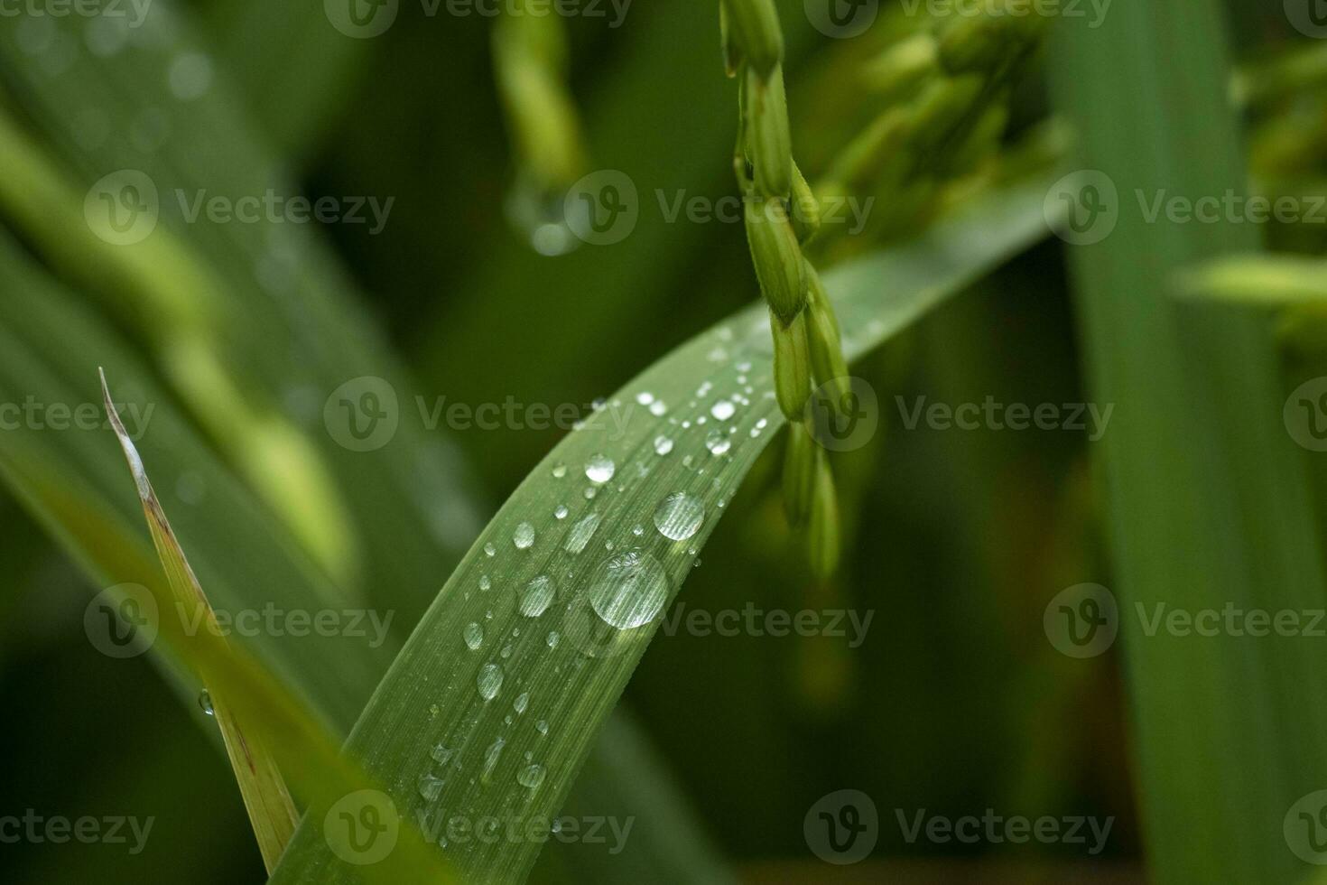 orvalho gotas em arroz folhas com borrado verde fundo dentro floresta foto