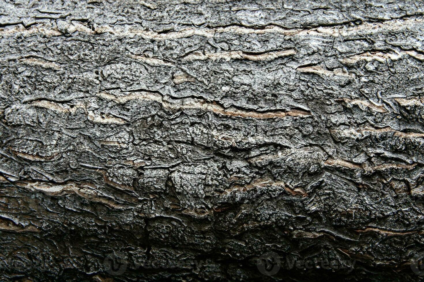 decíduo árvore latido. textural fundo foto