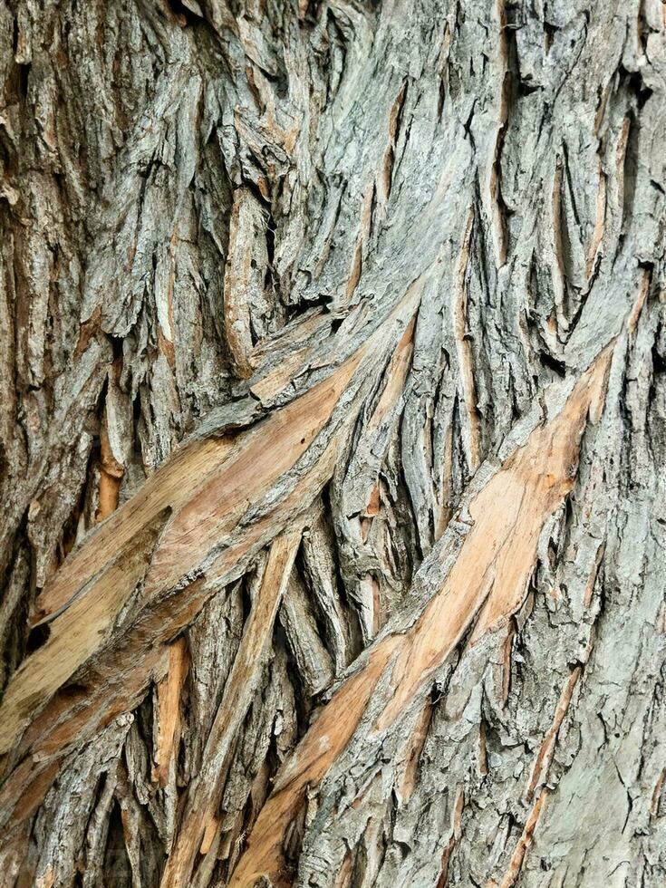 decíduo árvore latido. textural fundo foto