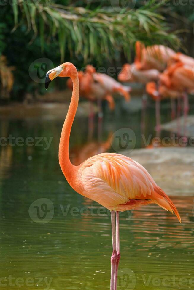 americano flamingo phoenicopterus Ruber pássaro foto