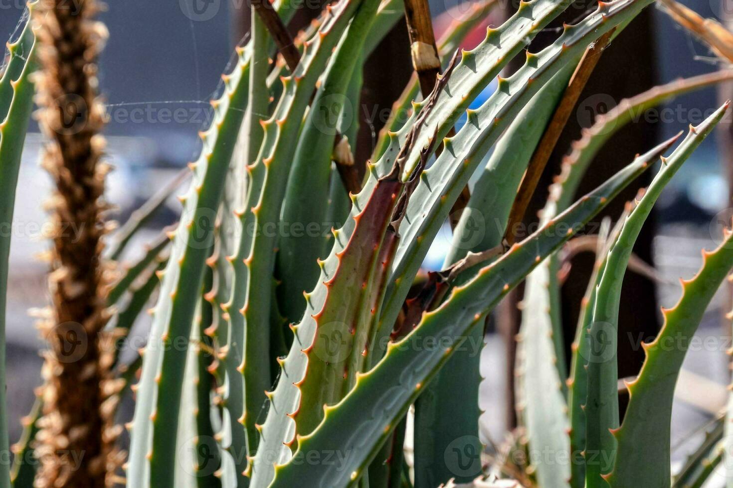 uma fechar acima do uma plantar com grandes hastes foto