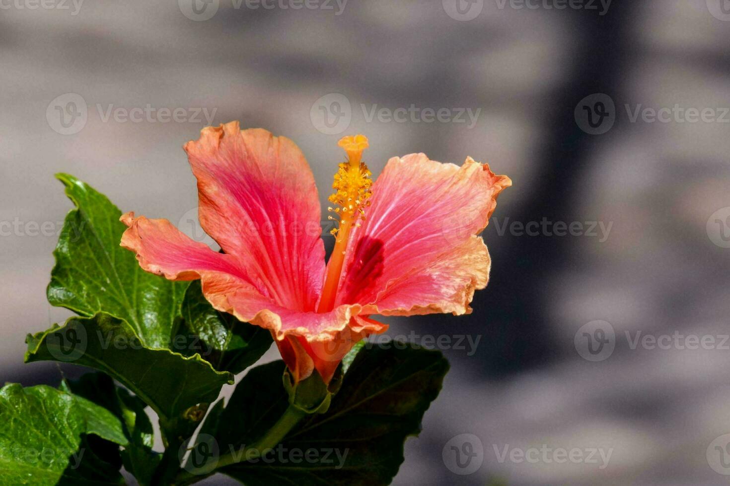 uma vermelho flor é florescendo em uma arbusto foto