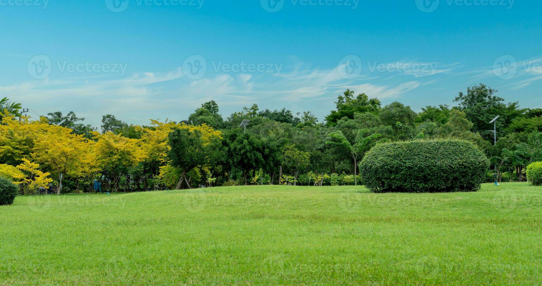 lindo Relva campo e árvore com azul céu. campo panorama Visão fundo foto