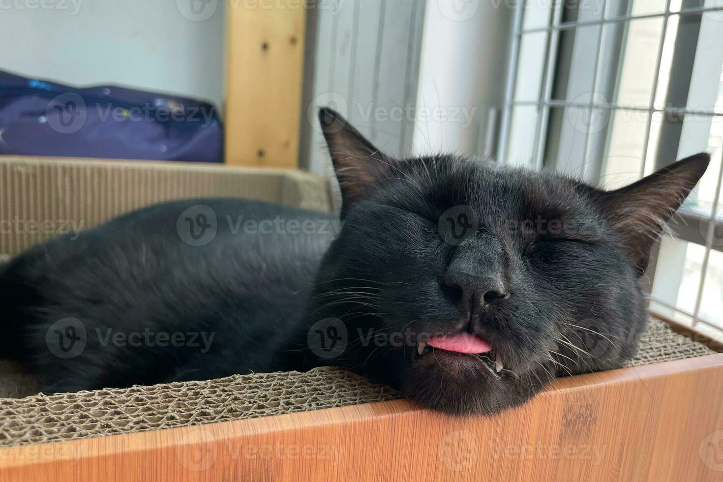 dormindo Preto gato com língua fora. relaxante com surpreendente gato. foto