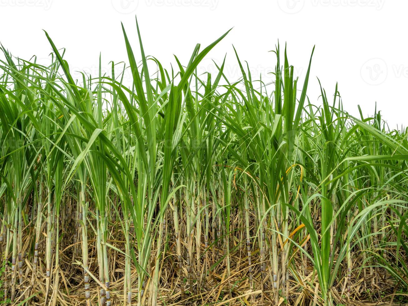 cana de açúcar em branco fundo com recorte caminho, adequado para impressão e rede Páginas. foto