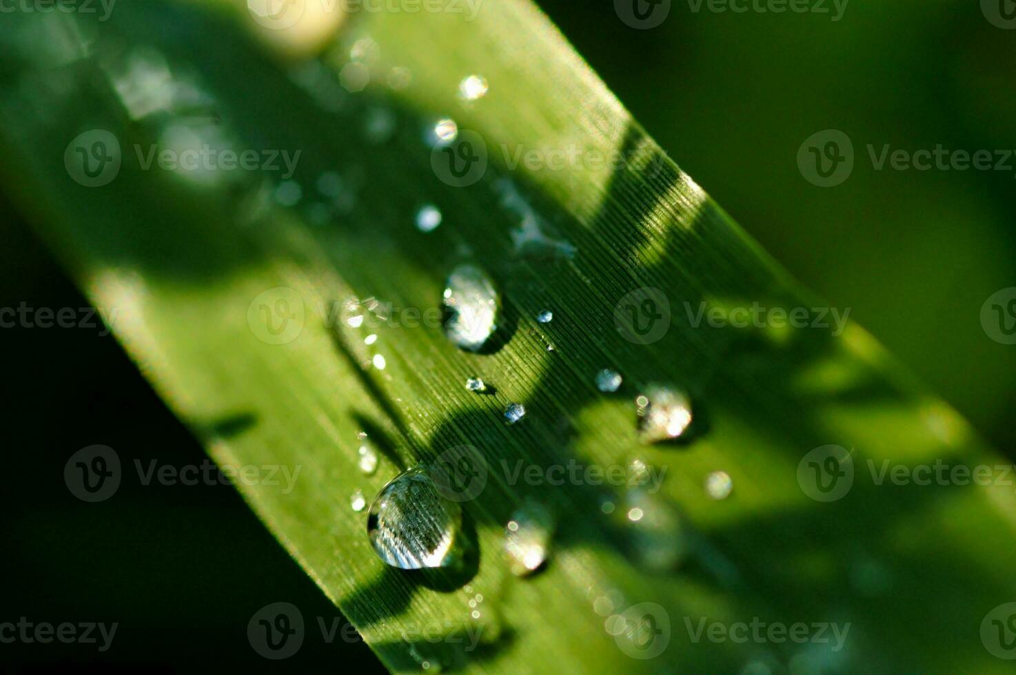 solta folha verde foto