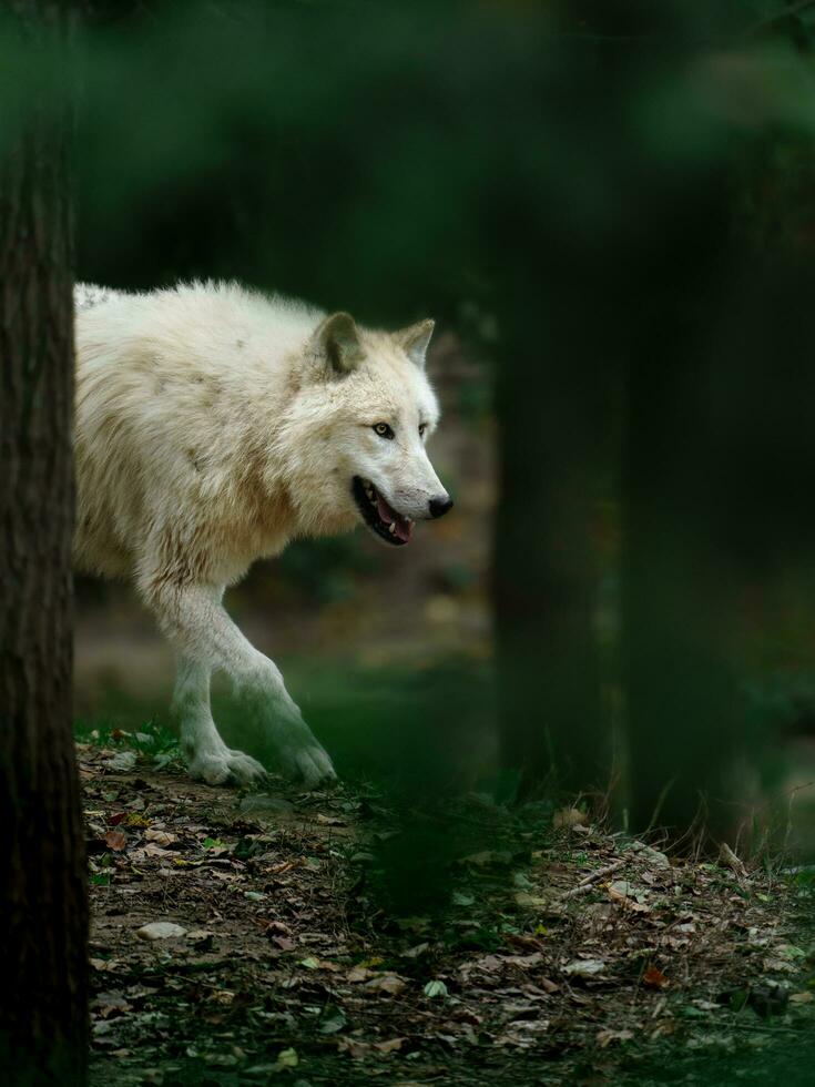 retrato do ártico Lobo dentro jardim zoológico foto