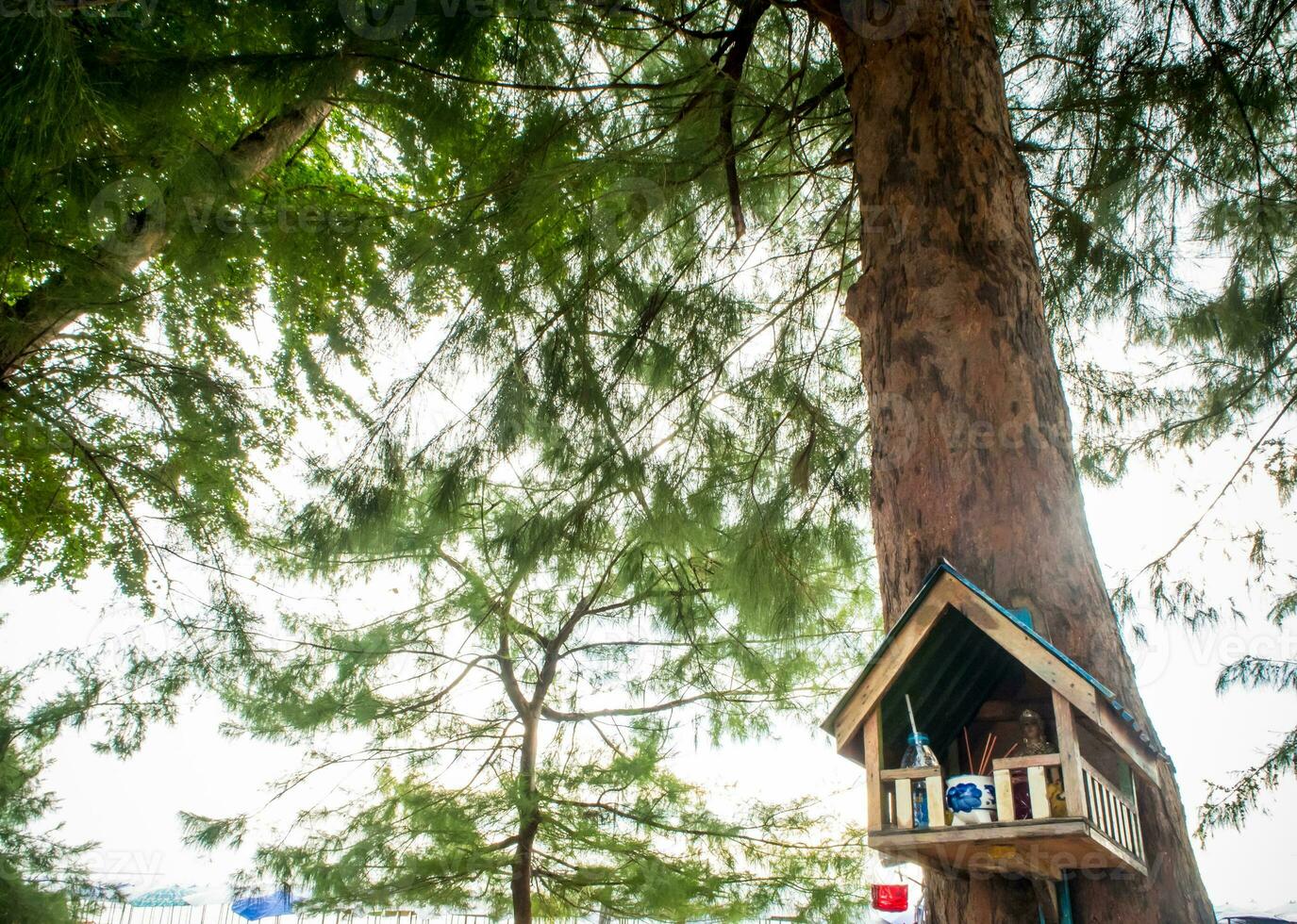 casa do espírito em a grande pinho árvore foto