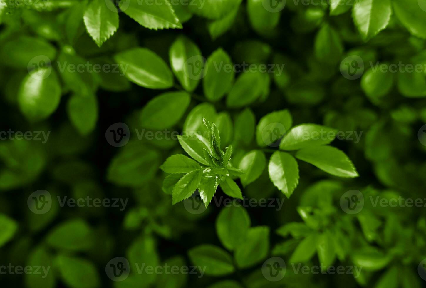 natural fundo do verde folhas. papel de parede. bandeira. fechar-se. seletivo foco. foto