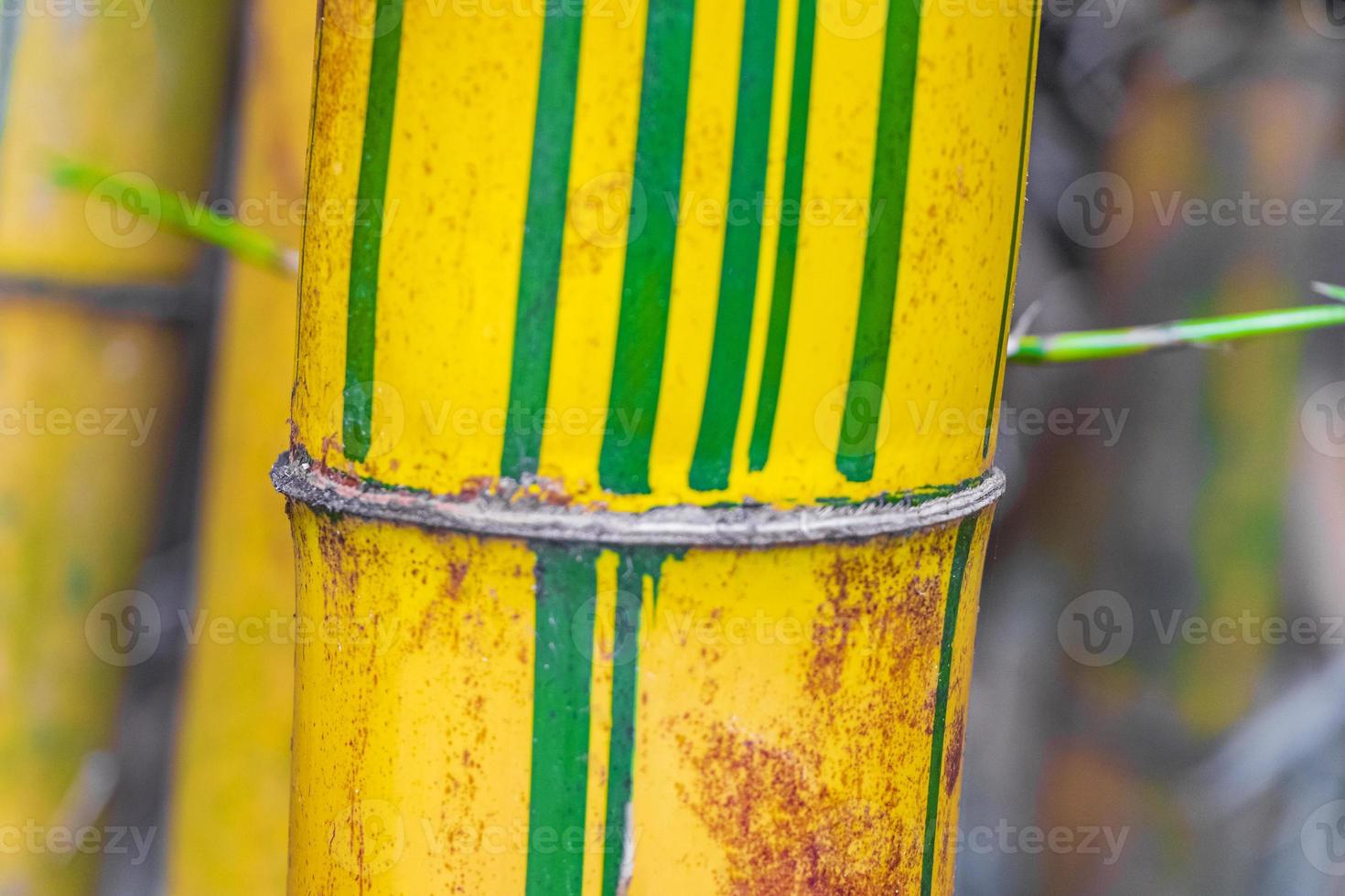 verdes amarelo bambu árvores floresta tropical san jose costa rica. foto