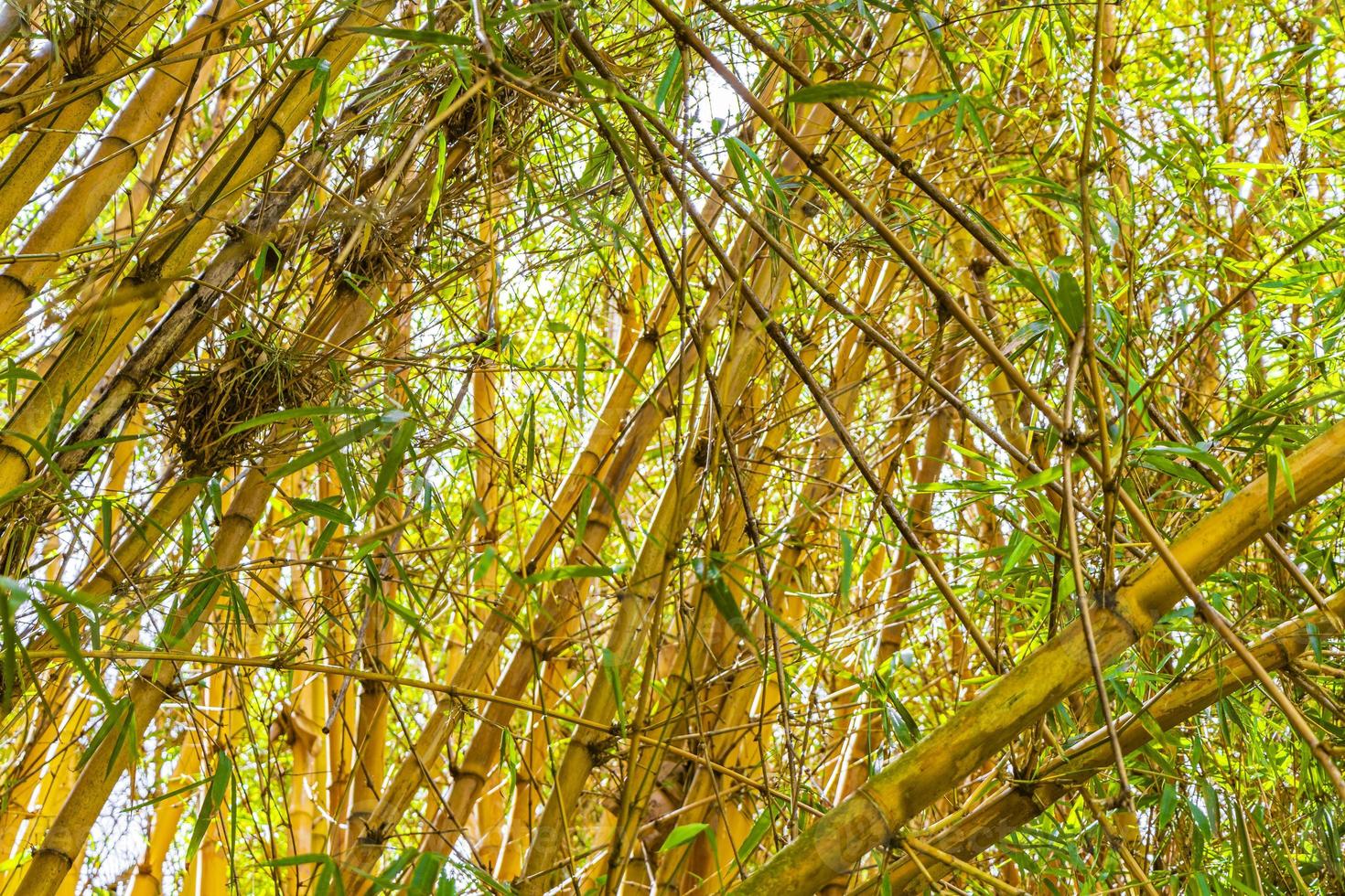 verdes amarelo bambu árvores floresta tropical san jose costa rica. foto