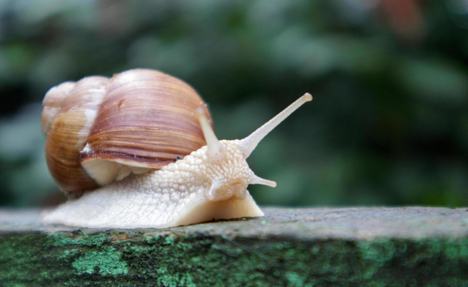 grande caracol de jardim rastejante com uma concha listrada. foto