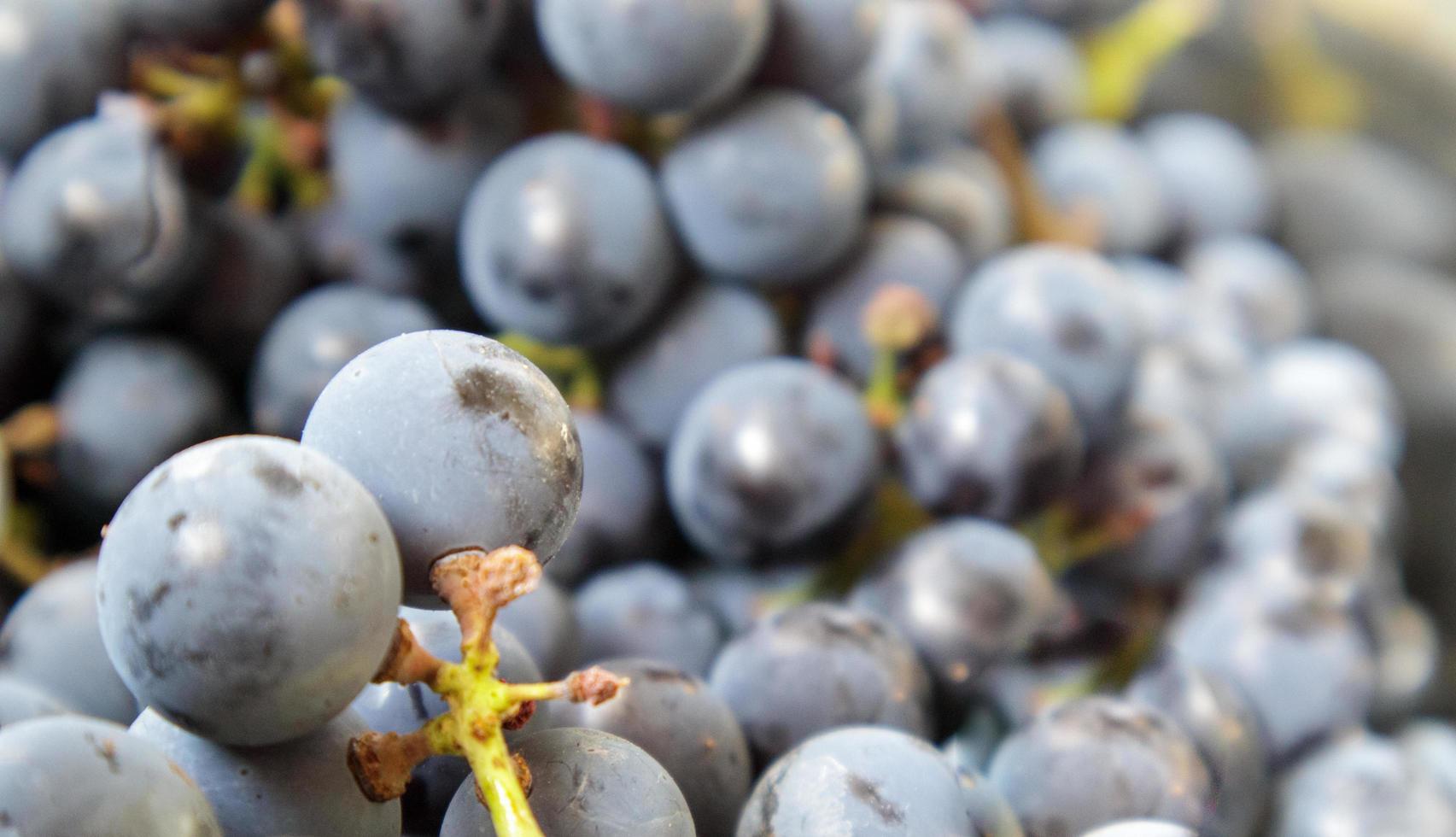coleção de uvas maduras. fundo de uvas para vinho tinto. foto