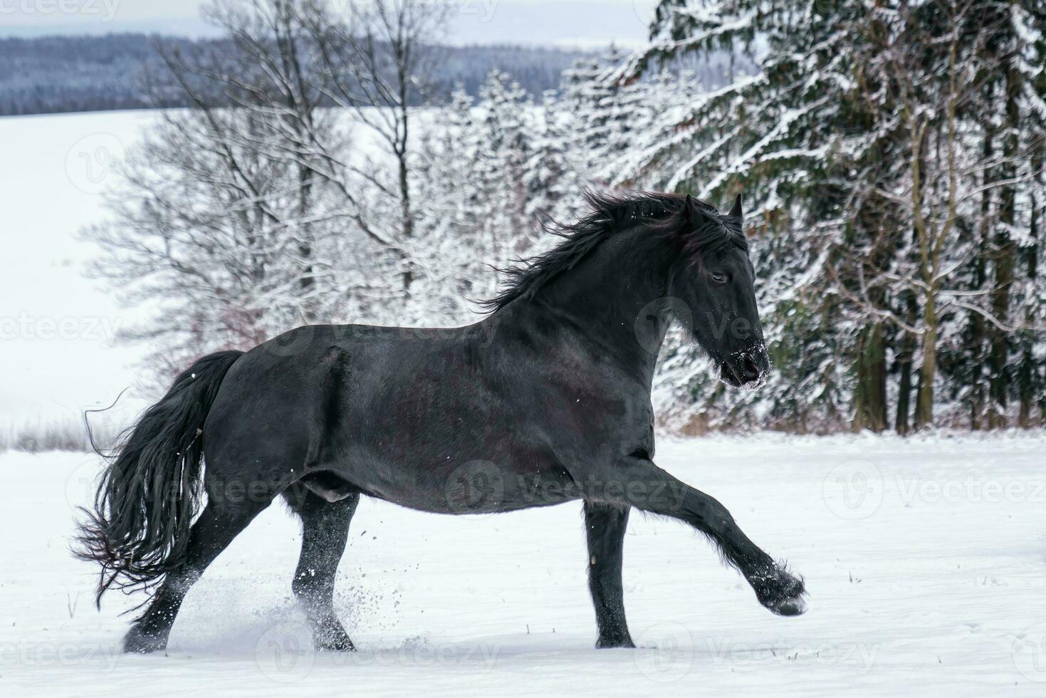 frisão garanhão corrida dentro inverno campo. Preto frisão cavalo corre galope dentro inverno. foto