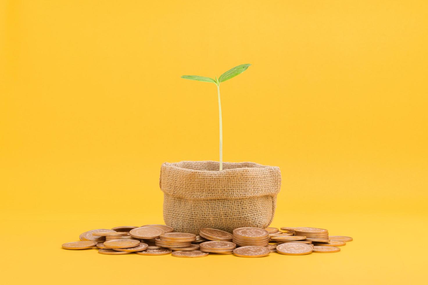 economizando dinheiro, conceito de crescimento financeiro foto