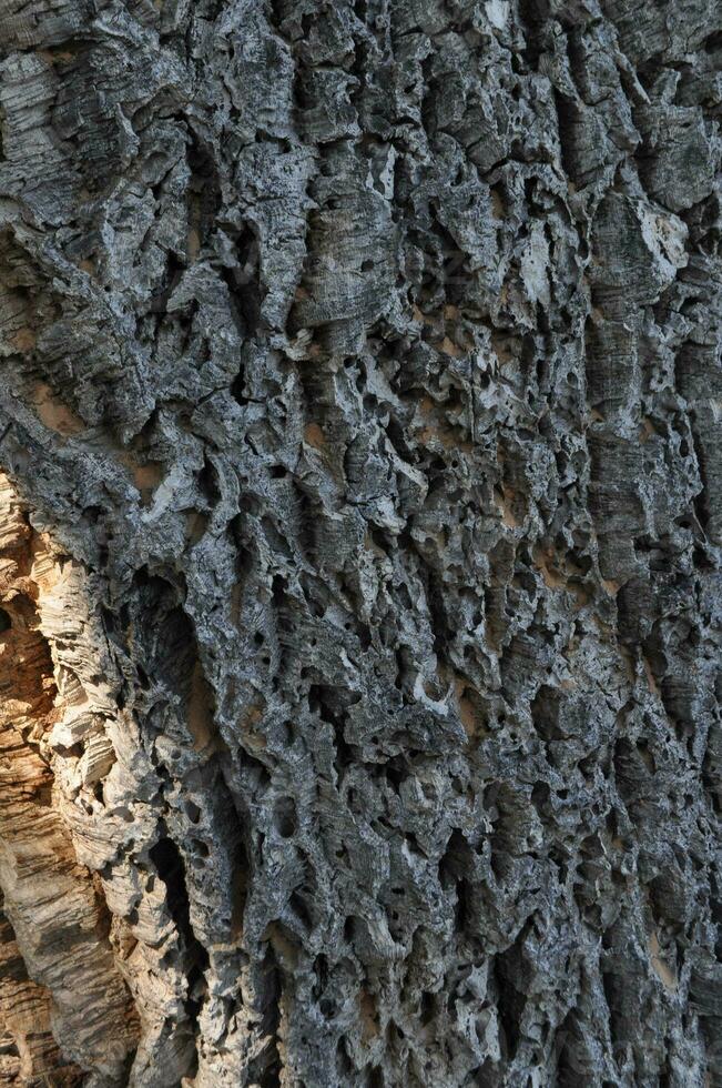 Sombrio Castanho árvore latido madeira textura fundo foto