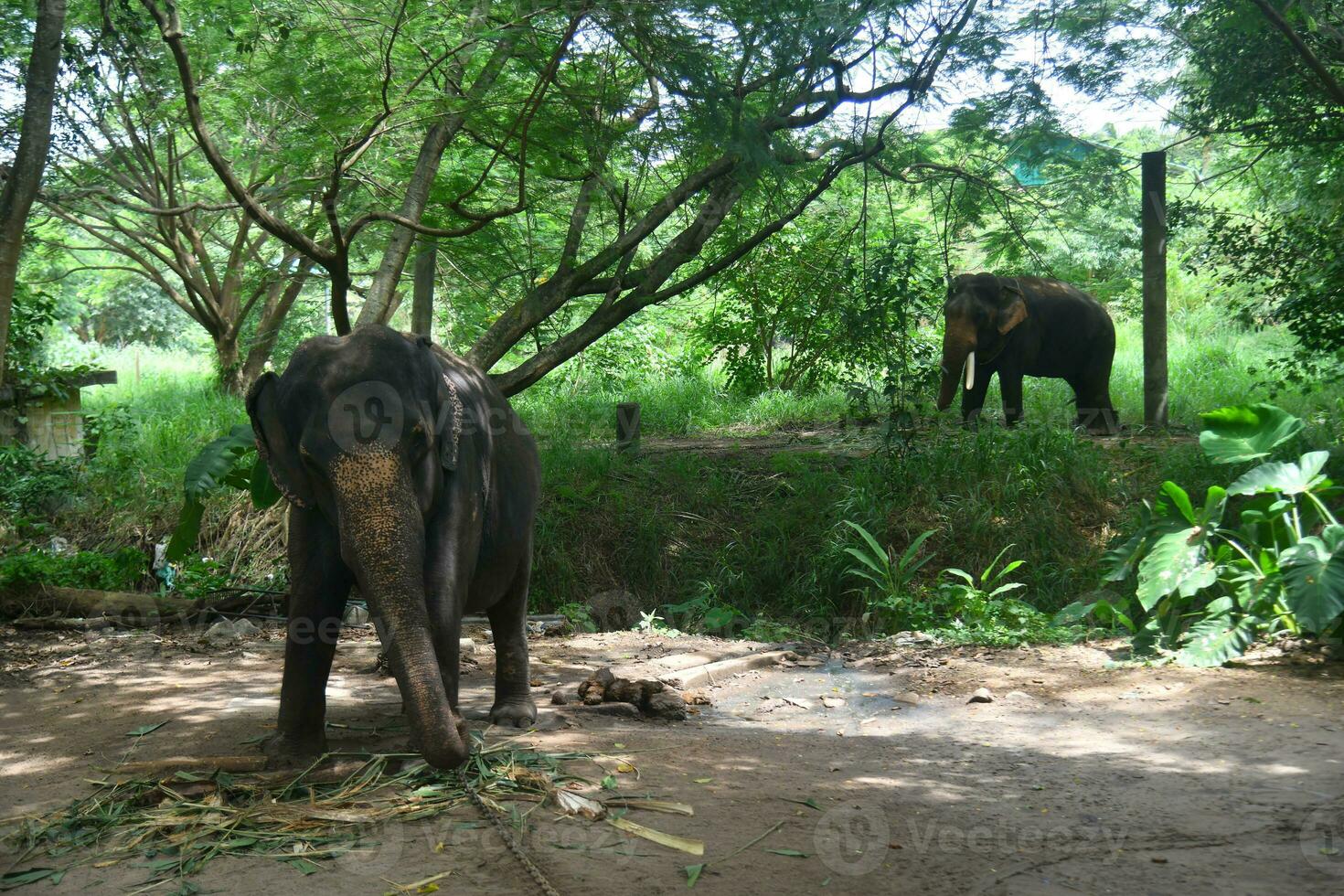 ásia elefantes em Kerala elefante acampamento estoque imagens. foto