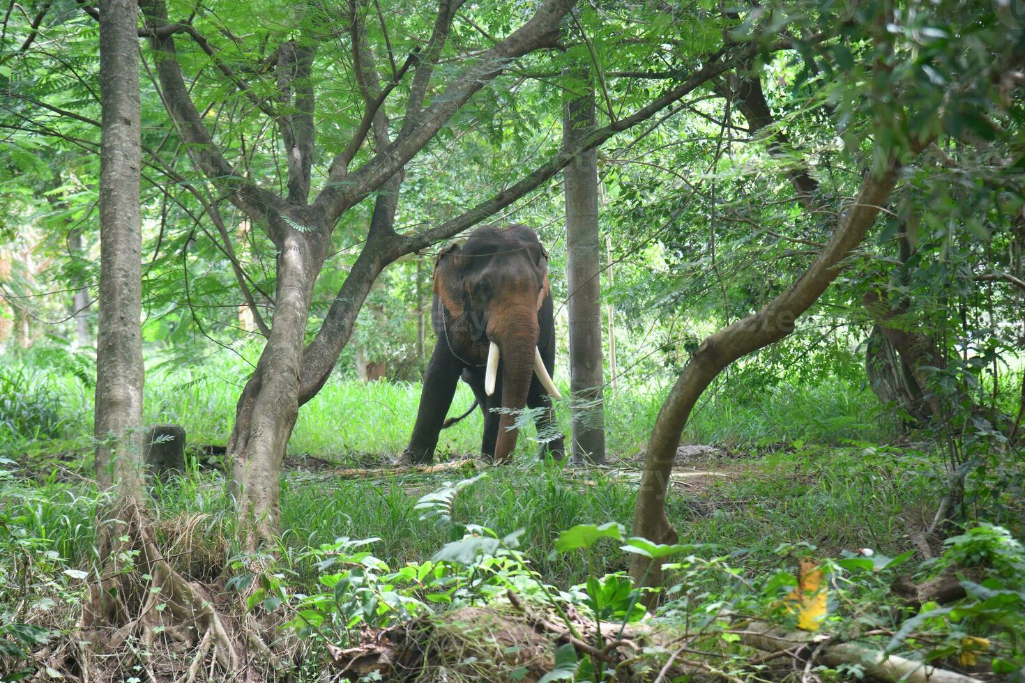 ásia elefantes em Kerala elefante acampamento estoque imagens. foto