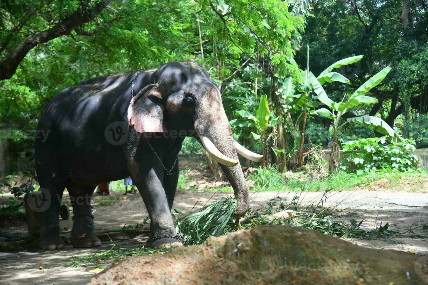 ásia elefantes em Kerala elefante acampamento estoque imagens. foto