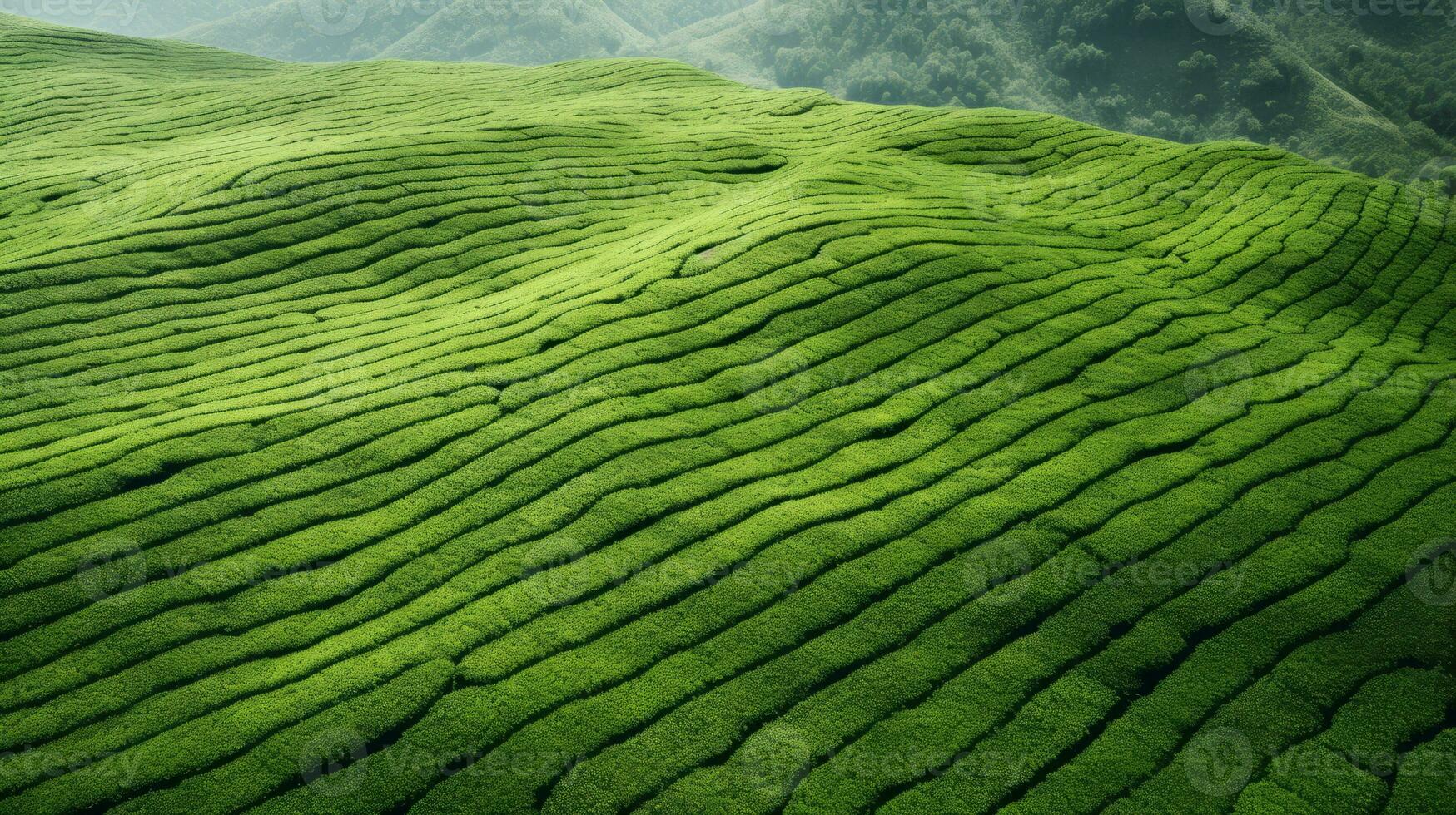 ai gerado chá plantação paisagem, topo Visão textura foto