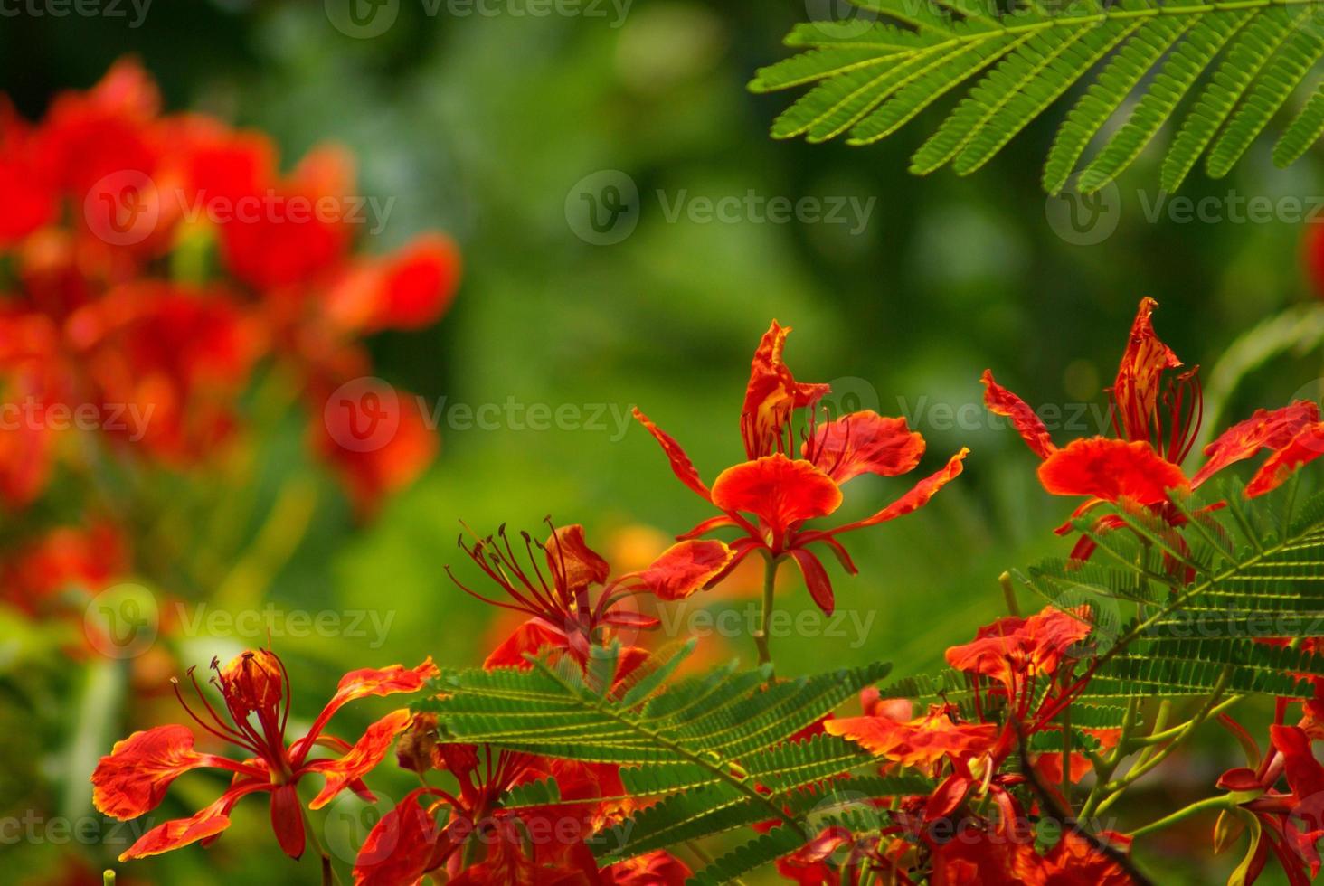 a flor vermelha da árvore das chamas foto