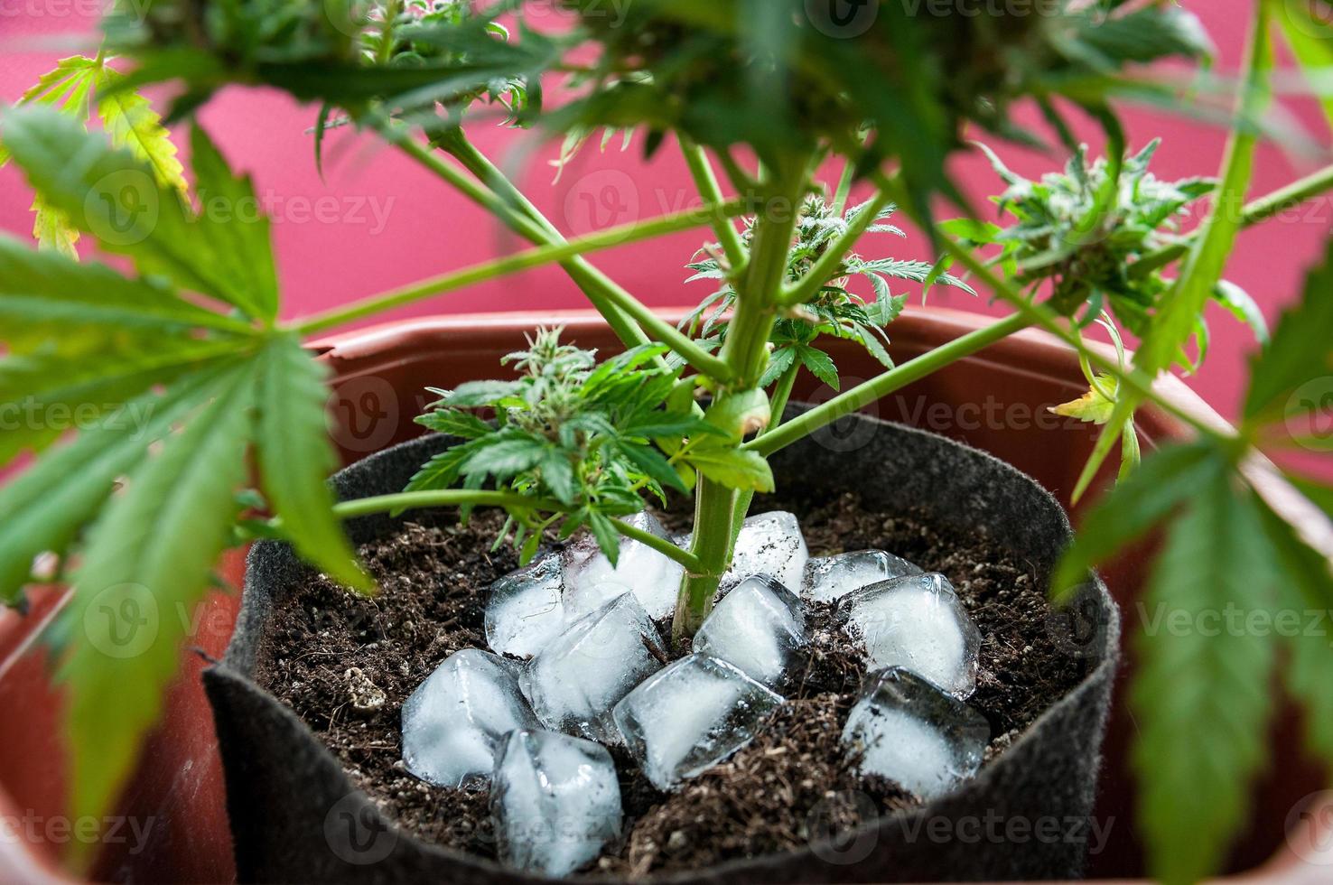 cannabis medicinal com cubos de gelo ao redor do caule principal antes da colheita foto