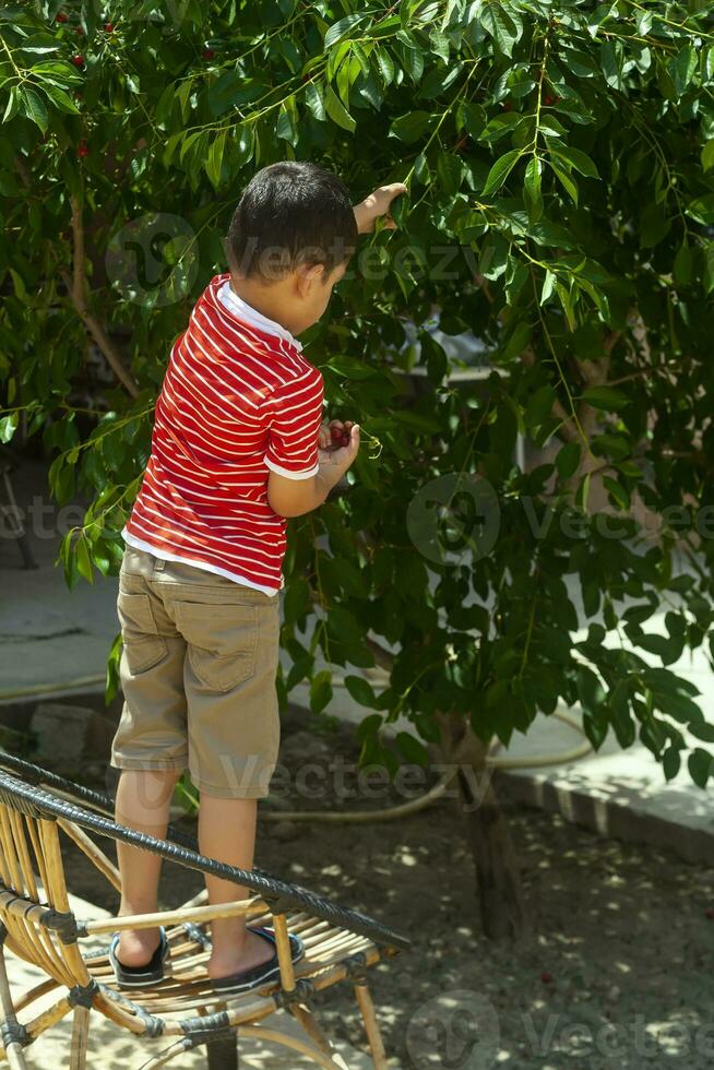 pequeno criança colheita cereja a partir de árvore dentro jardim. 6 anos velho meio Oriental Garoto picaretas cru cereja fruta. família tendo Diversão às colheita tempo. foto