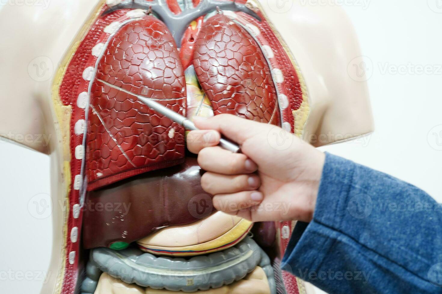 ásia aluna Aprendendo com humano corpo modelo dentro anatomia biologia dentro Sala de aula às Alto escola. foto