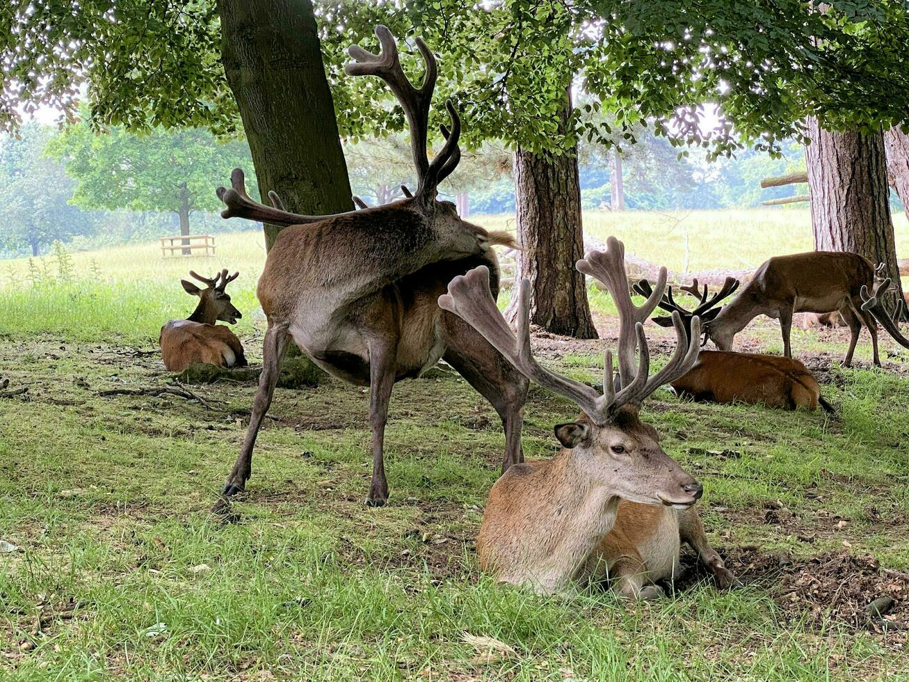 uma Visão do uma vermelho veado dentro a selvagem dentro Cheshire foto