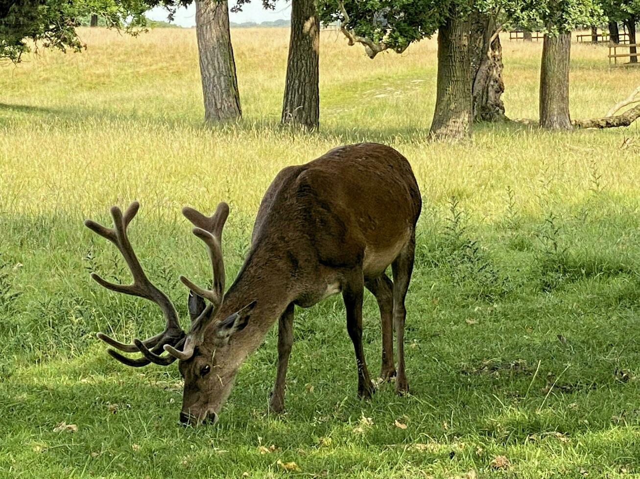 uma Visão do uma vermelho veado dentro a selvagem dentro Cheshire foto