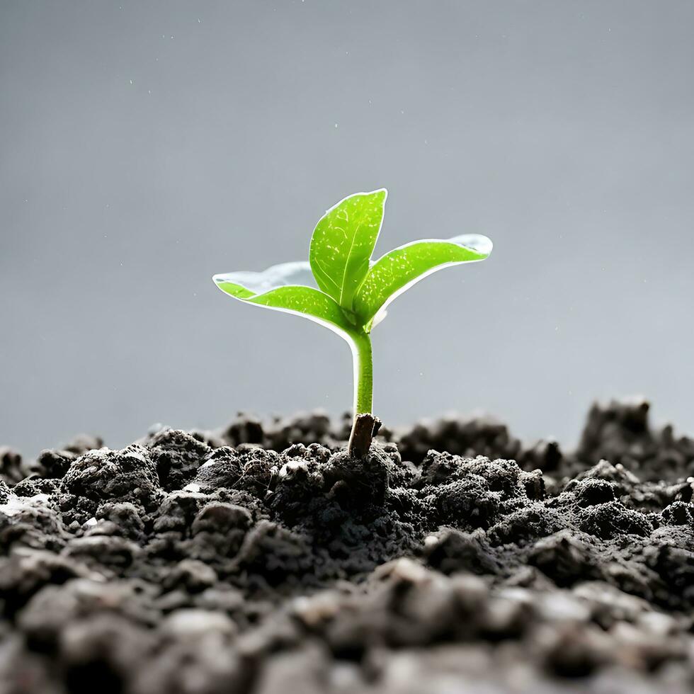 uma delicado recentemente brotou plantinha graciosamente prospera livre imagem. ai gerado foto