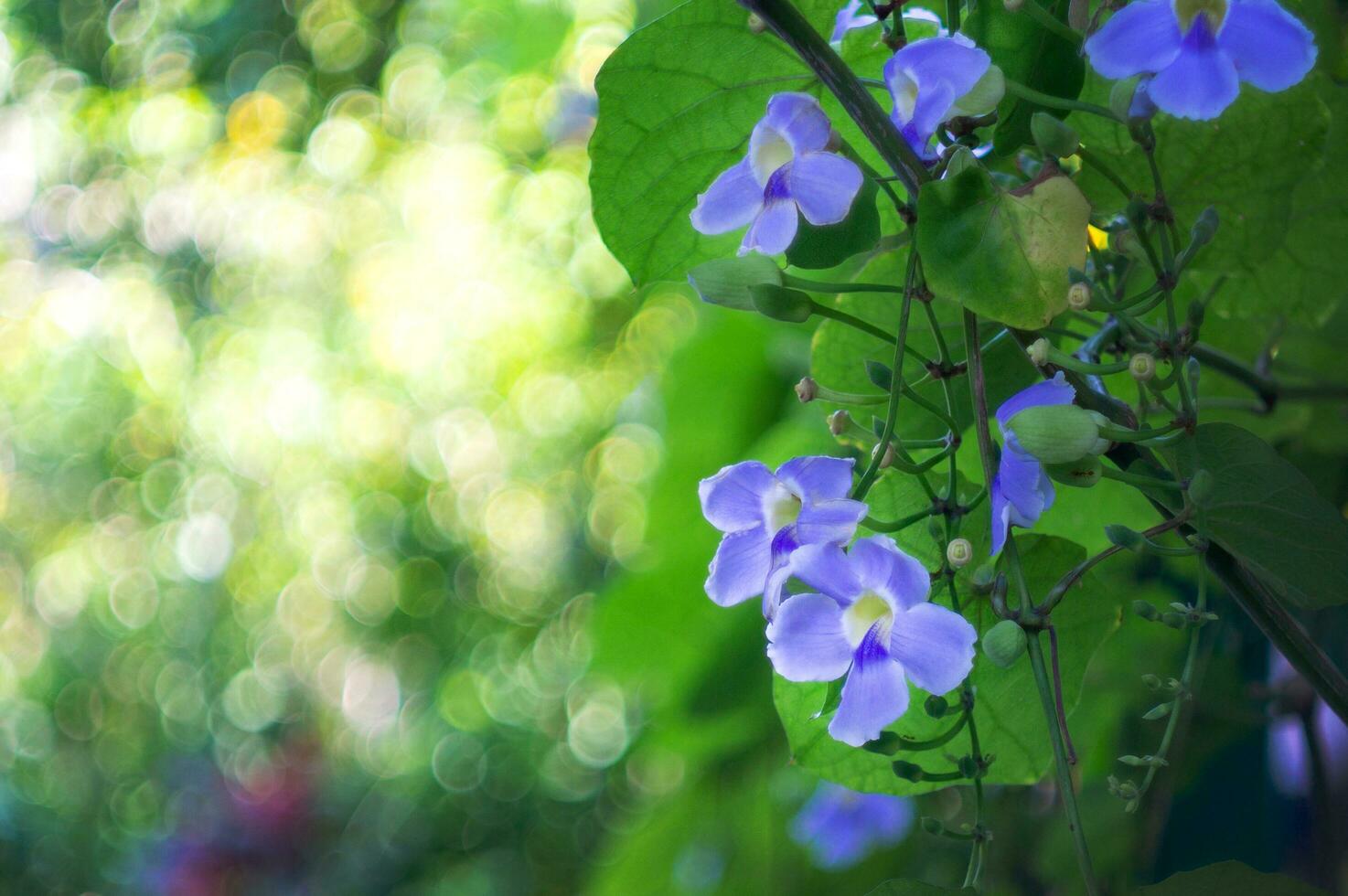 Bengala relógio videira flor. foto