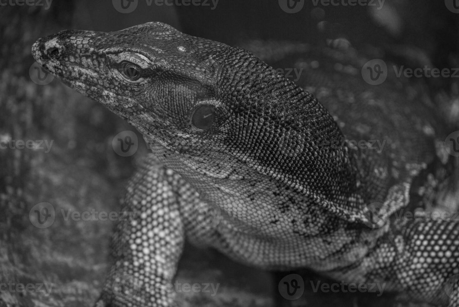 lagartos e cobras dentro Alemanha foto