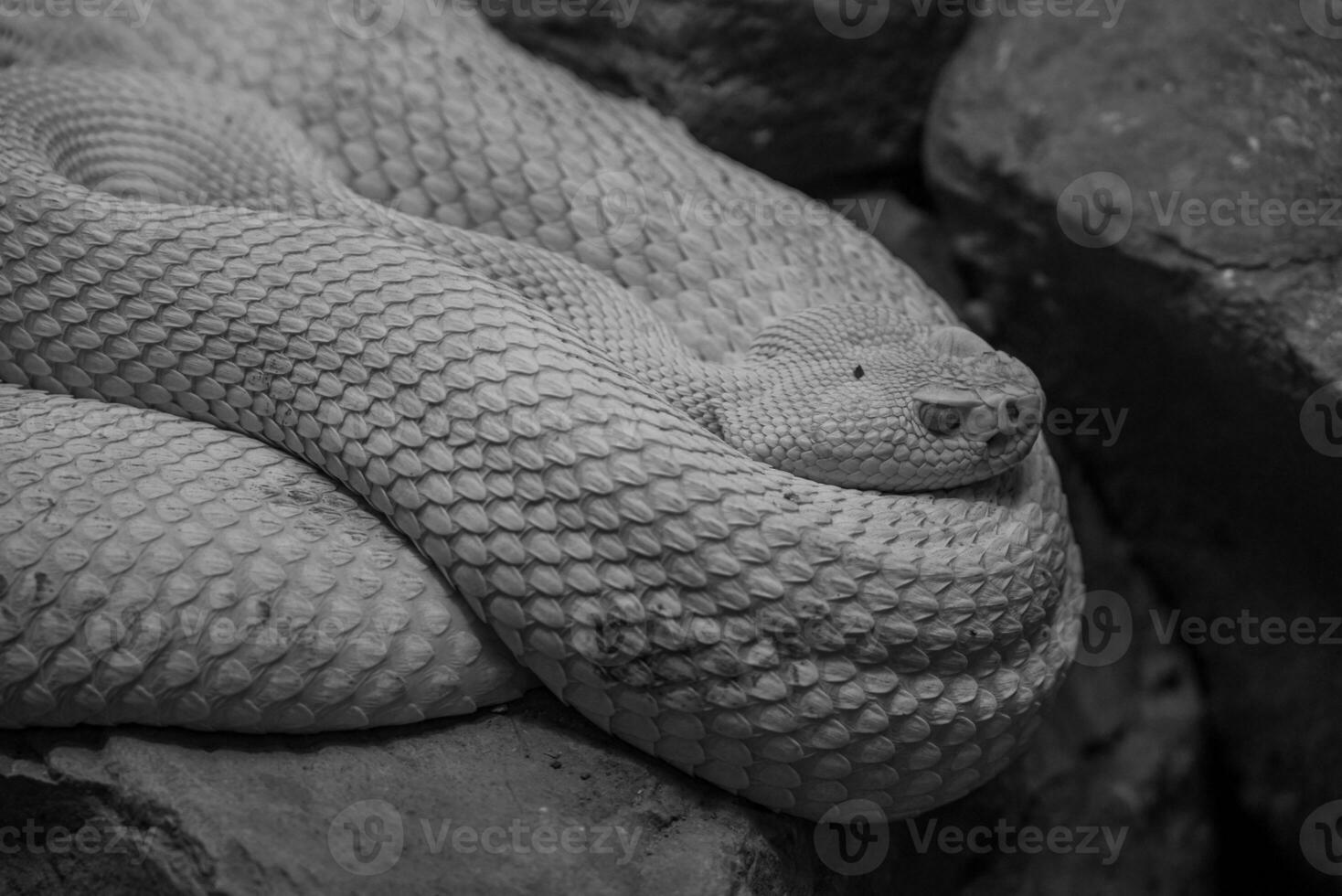 lagartos e cobras dentro Alemanha foto