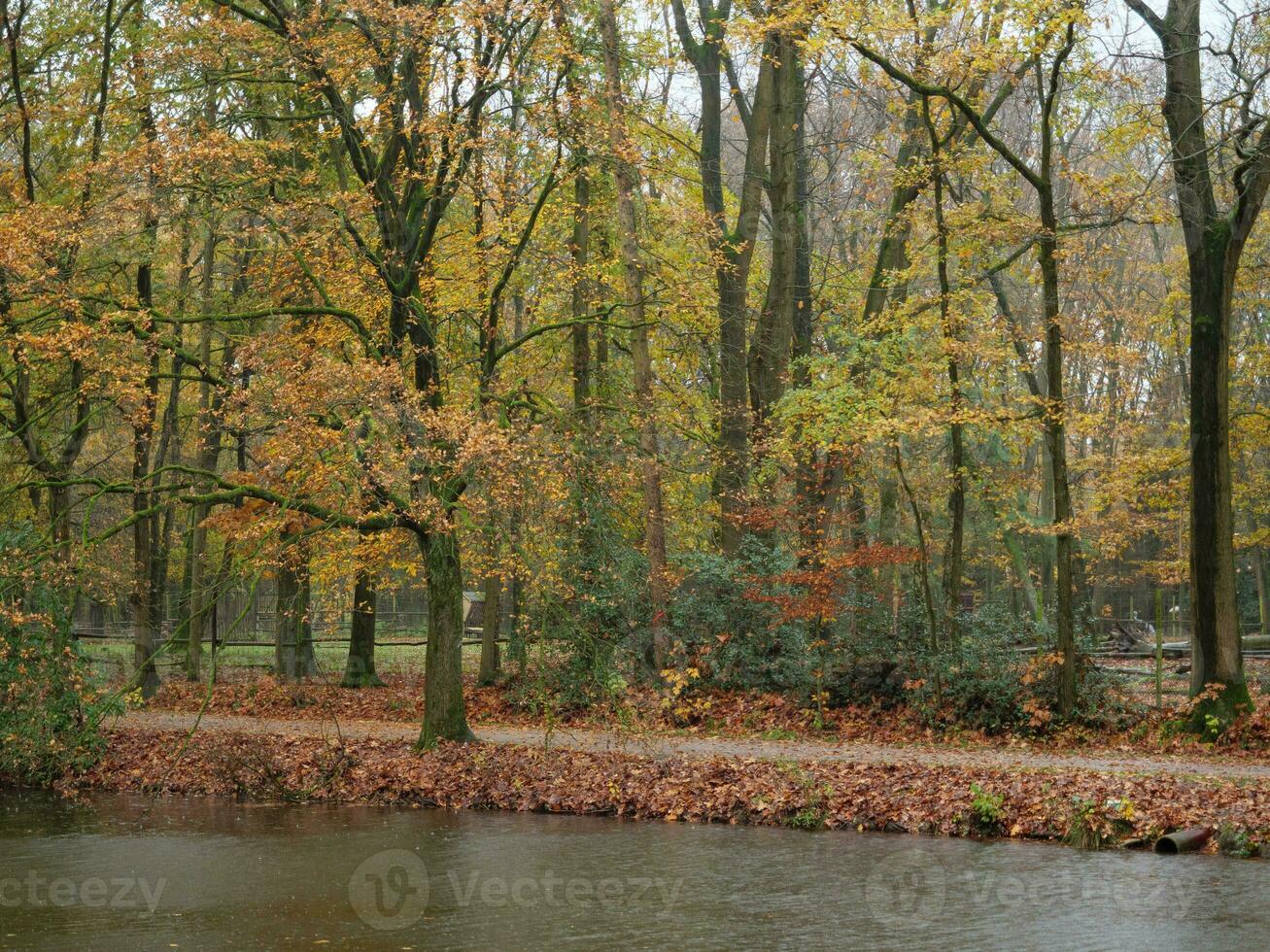 outono Tempo dentro uma alemão floresta foto