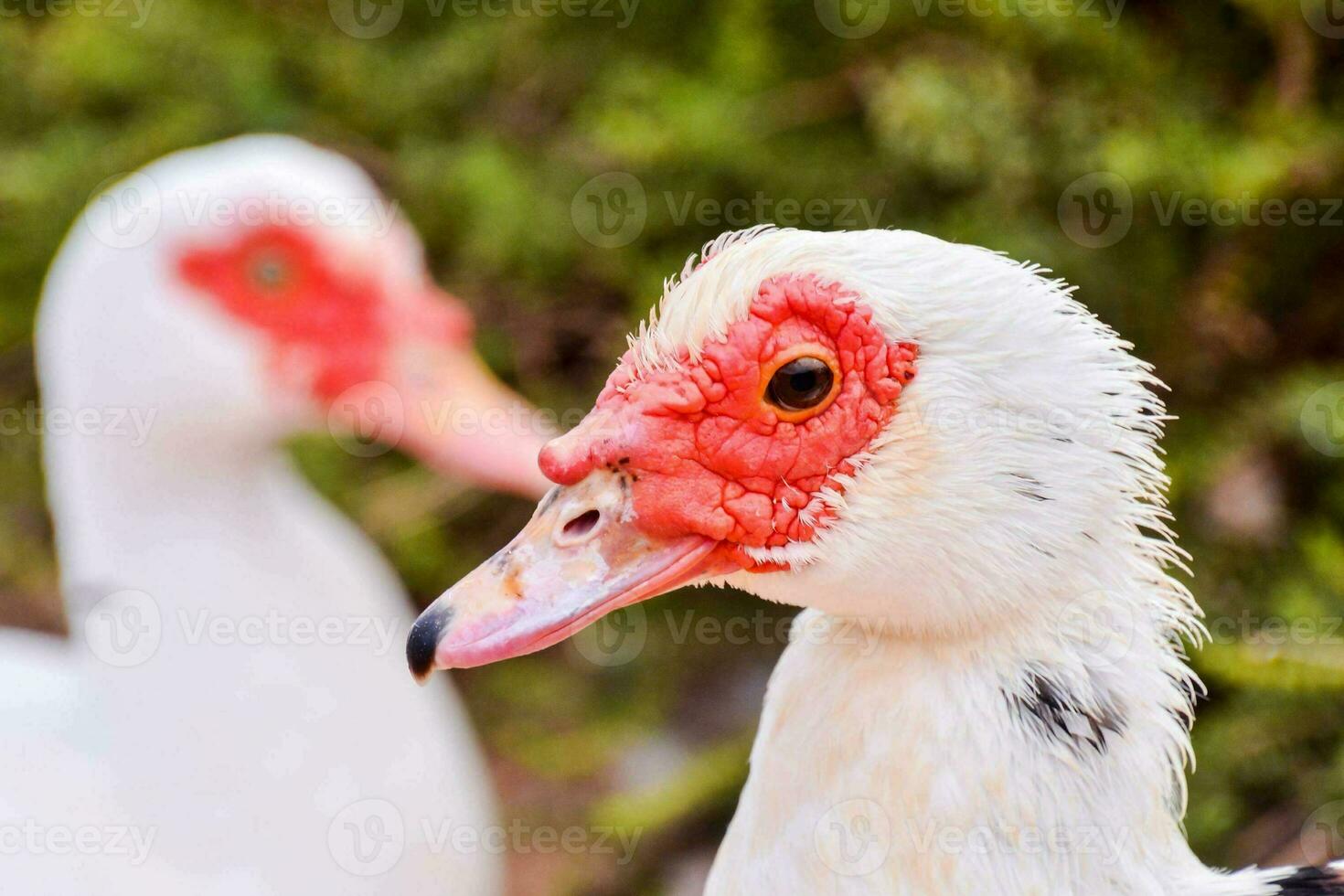 uma fechar acima do uma Pato com vermelho e branco penas foto