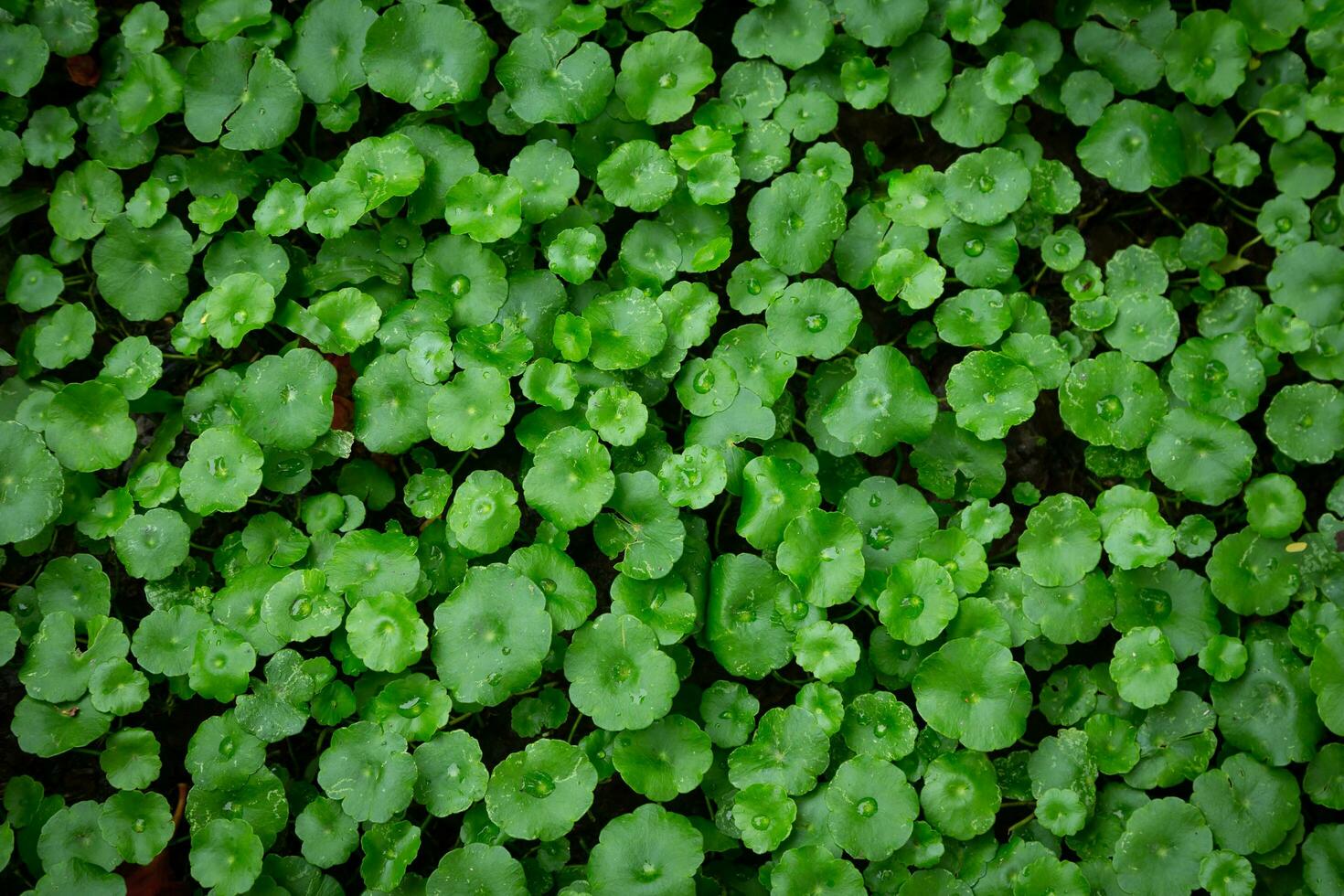 pennywort é uma molhado terra cobrir. e pode Além disso estar espremido. foto