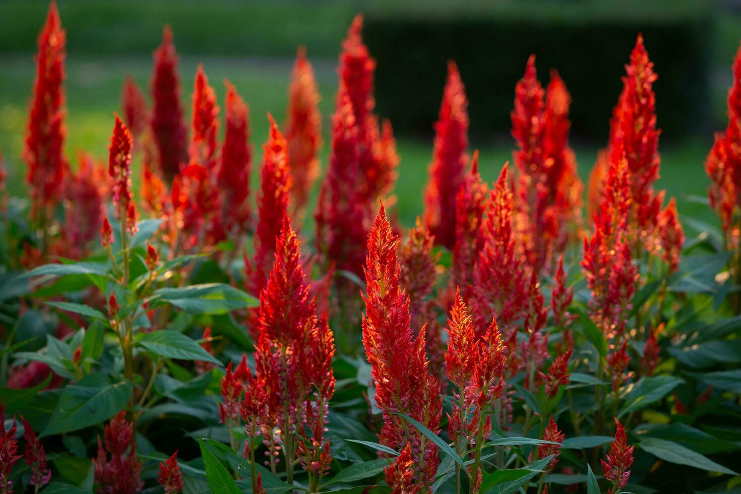 vermelho cockscomb ou abanico flores ou Celosia argentea estão adornado dentro a botânico jardins dentro Bangkok para a público para Vejo a jardins e levar As fotos Como uma pano de fundo este dá uma fresco sentimento.