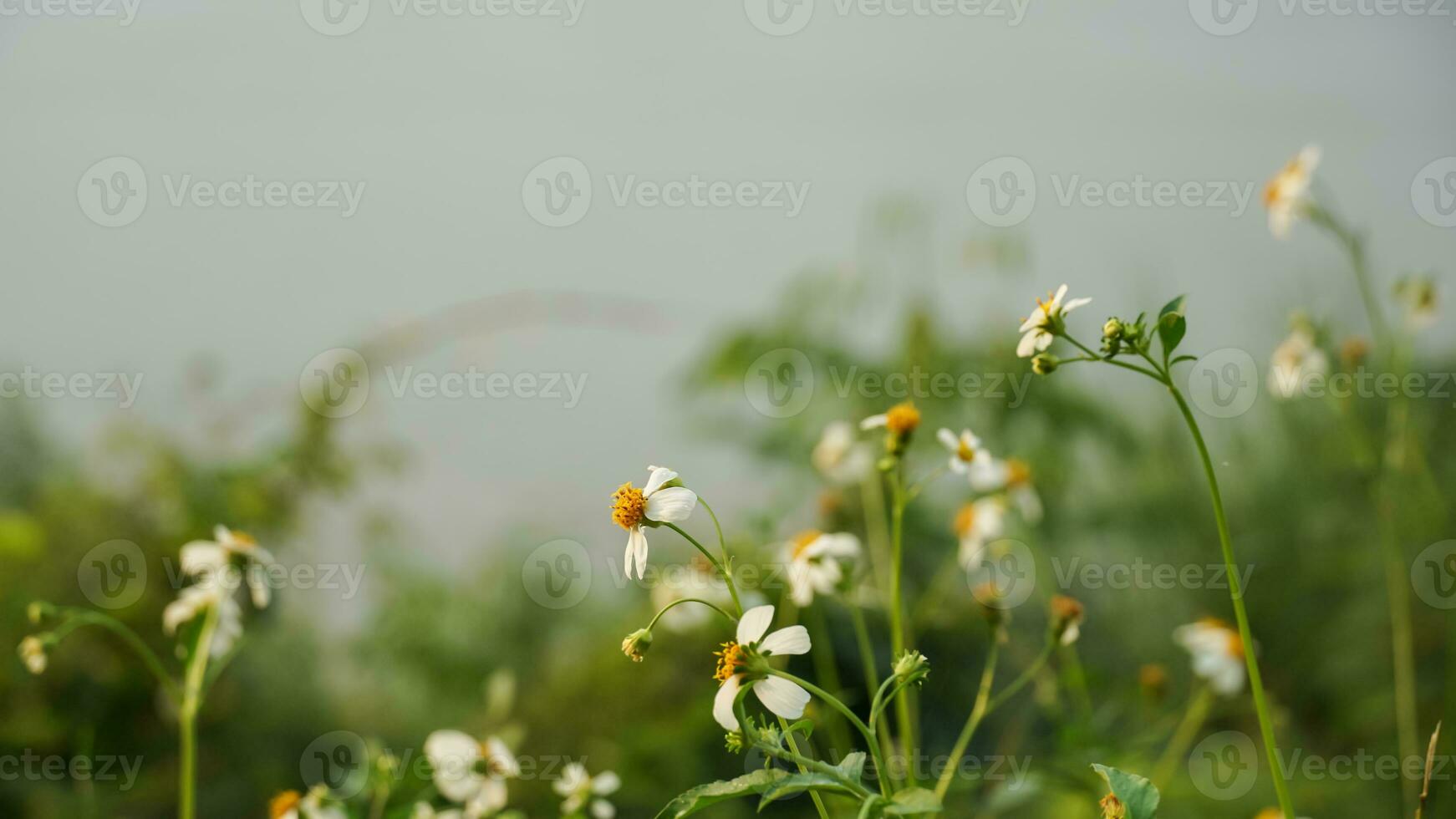 prata botão árvore científico nome zínia angustifolia Kunth foto