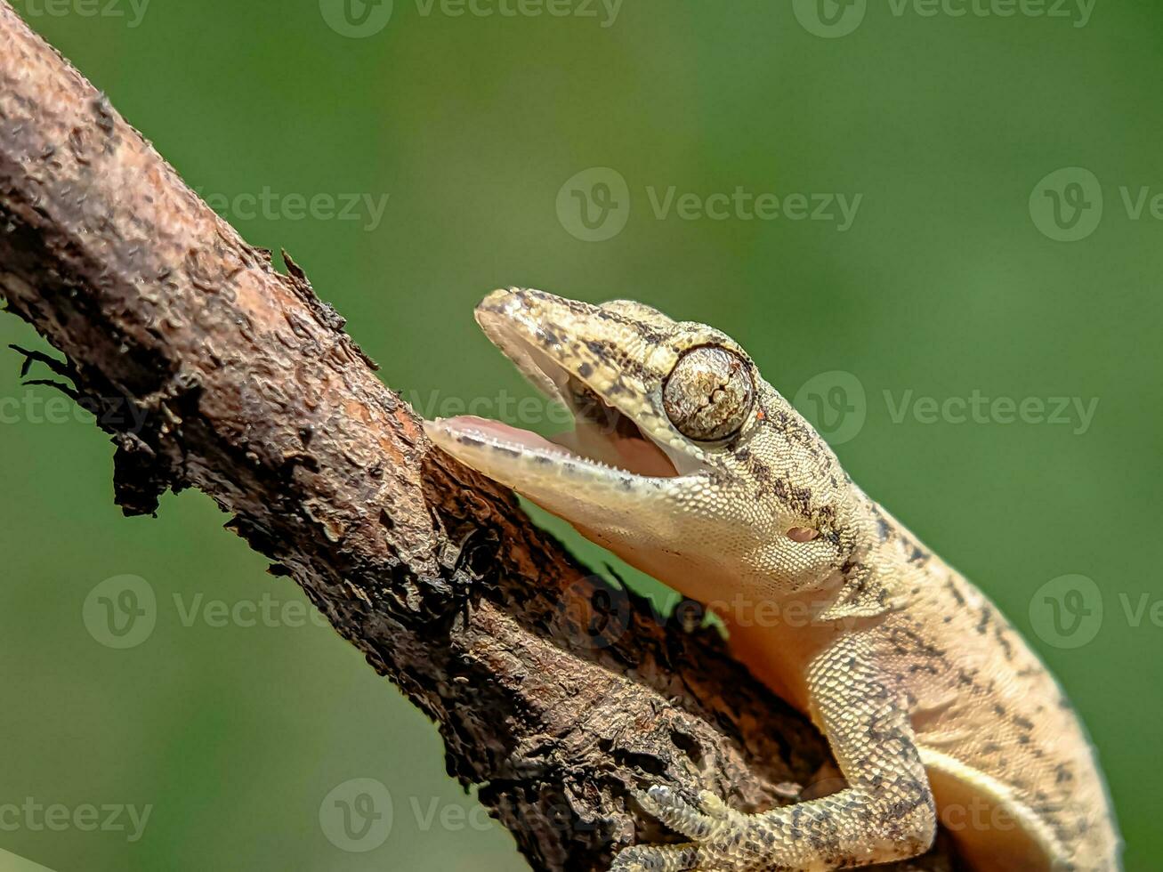 fechar-se do uma lagarto em uma seco árvore ramo com Está boca abrir. foto