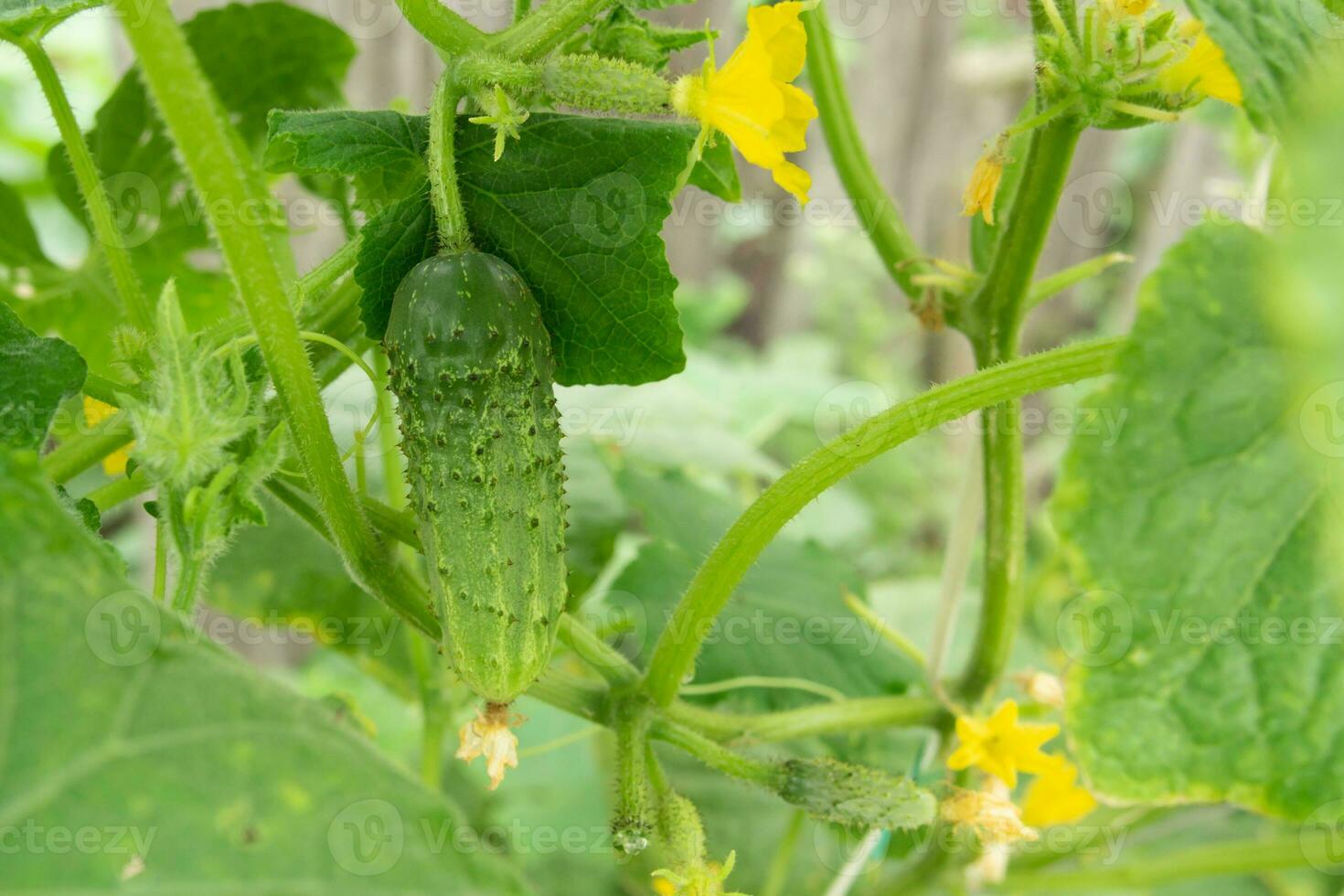 jovem verde fresco suculento pepino cresce dentro a jardim foto