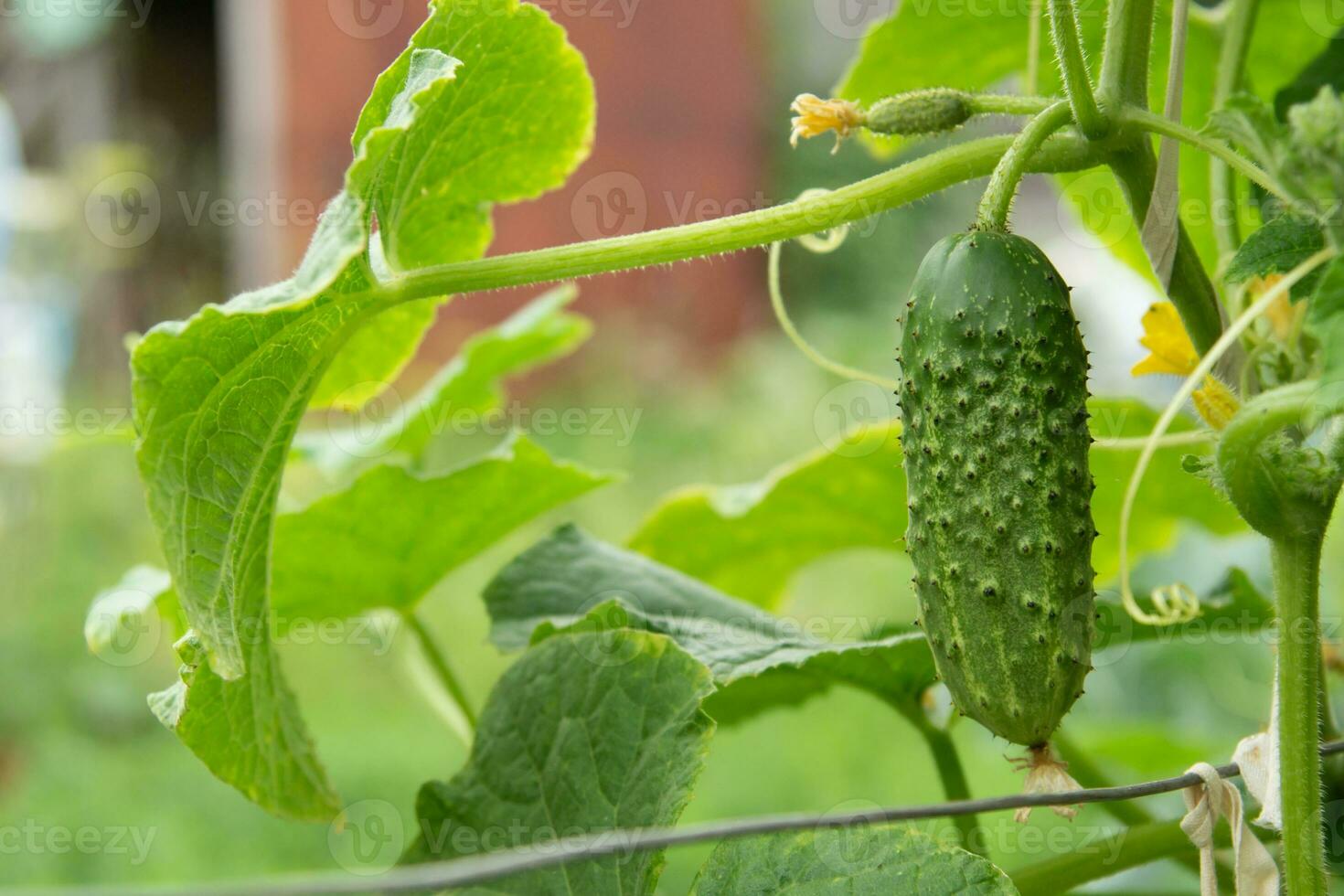 jovem verde fresco suculento pepino cresce dentro a jardim foto