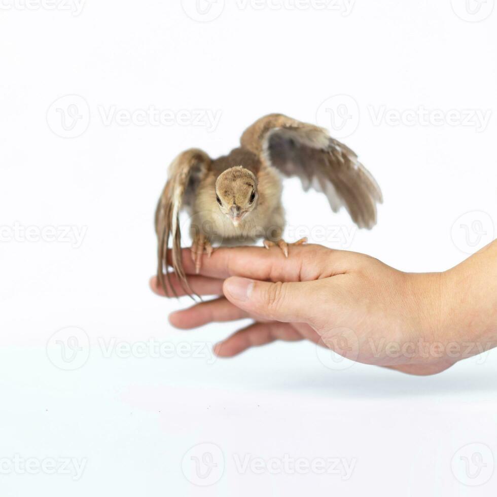 fechar acima do uma luz Castanho indiano ervilha empoleirado em uma humano mão virou dentro a estúdio oposto uma brilhante branco fundo. foto