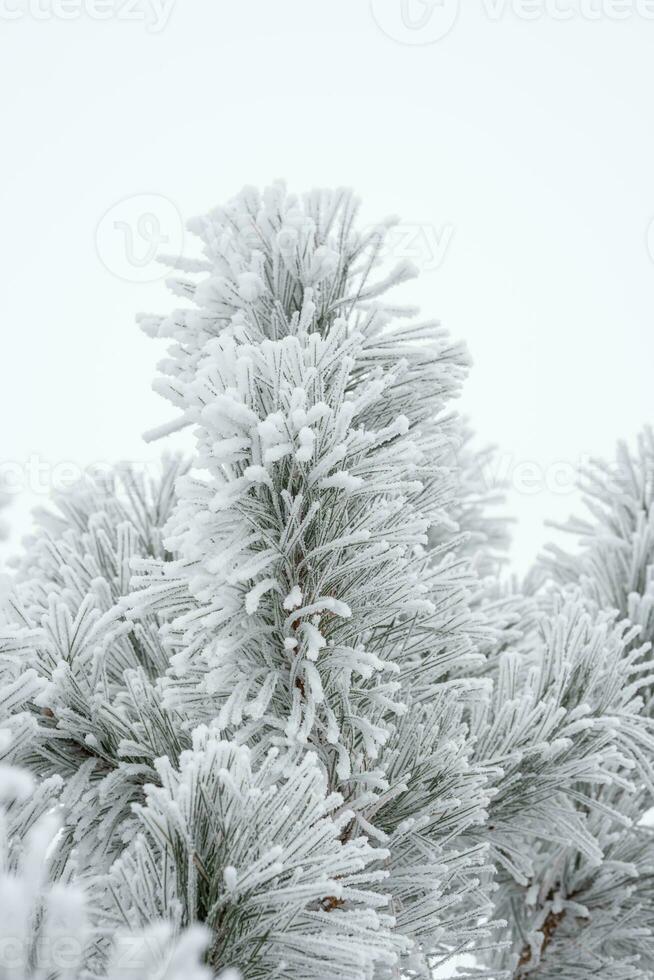 uma pinho pata é coberto com fofo neve dentro inverno. foto
